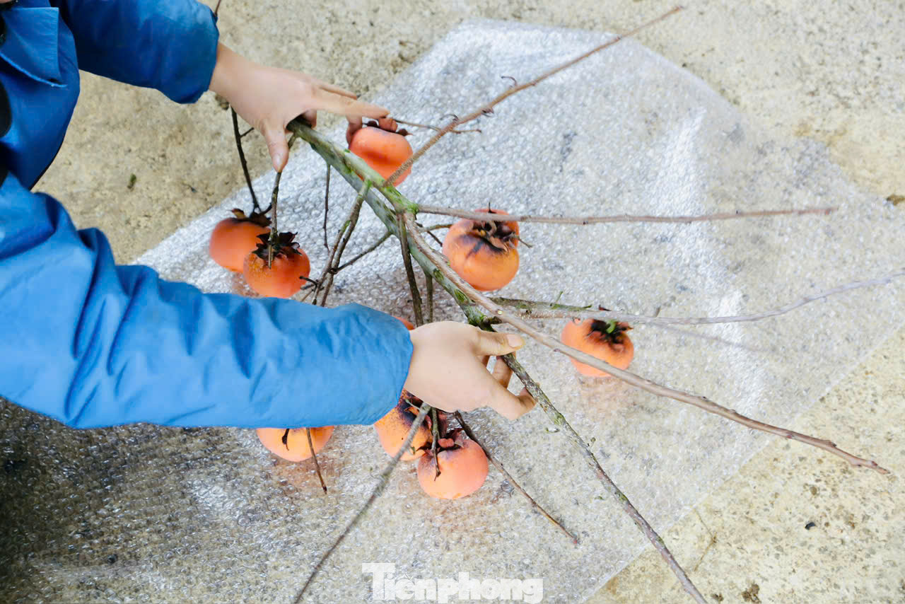 Các cành hồng được gói bọc cẩn thận để chống gẫy, rụng quả. Trung bình 1 lọ hồng cắm chơi Tết tầm 4 đến 5 kg, khoảng 800.000 đến 1 triệu đồng.