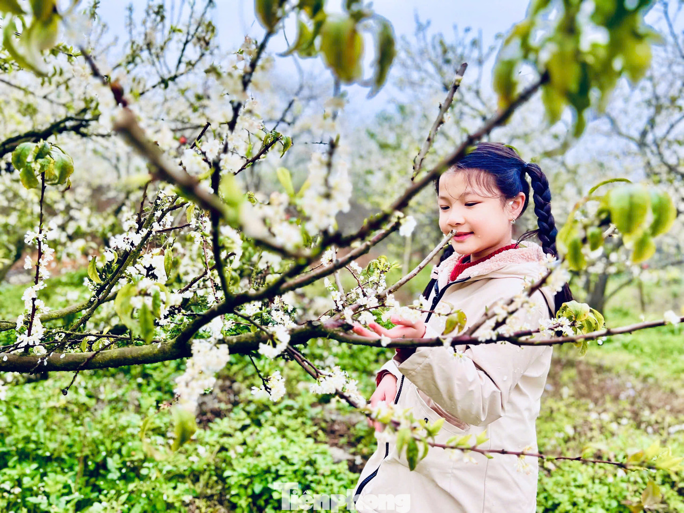 "Tôi từng đến Mộc Châu mùa hoa mận vào những năm trước nhưng hoa nở không rộ như năm nay. Những cành mận bung nở trắng xóa như tuyết trong thung lũng mận Nà Ka khiến gia đình tôi và nhóm bạn đều mê mệt, bõ công lặn lội đường xa mưa rét lên đây", chị Nguyễn Hà du khách đến từ Hà Nội chia sẻ.