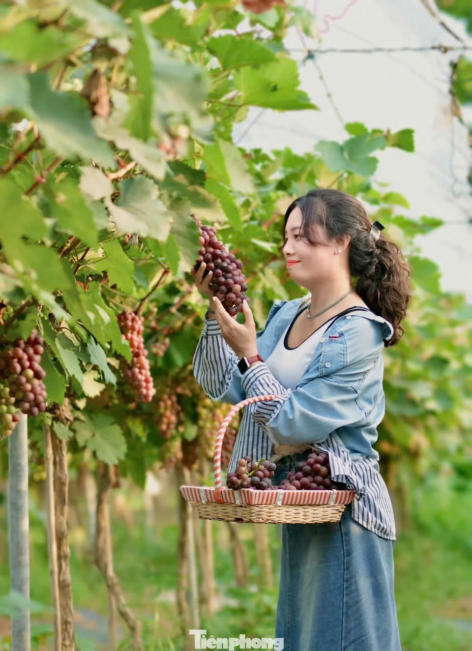 Thời điểm thích hợp nhất để du khách tới hái nho là vào buổi sớm hoặc chiều muộn, khi trời dịu mát. Những chùm nho sau khi được hái cũng có thể chế biến thành nhiều món như ép nước, làm sinh tố…để thưởng thức.