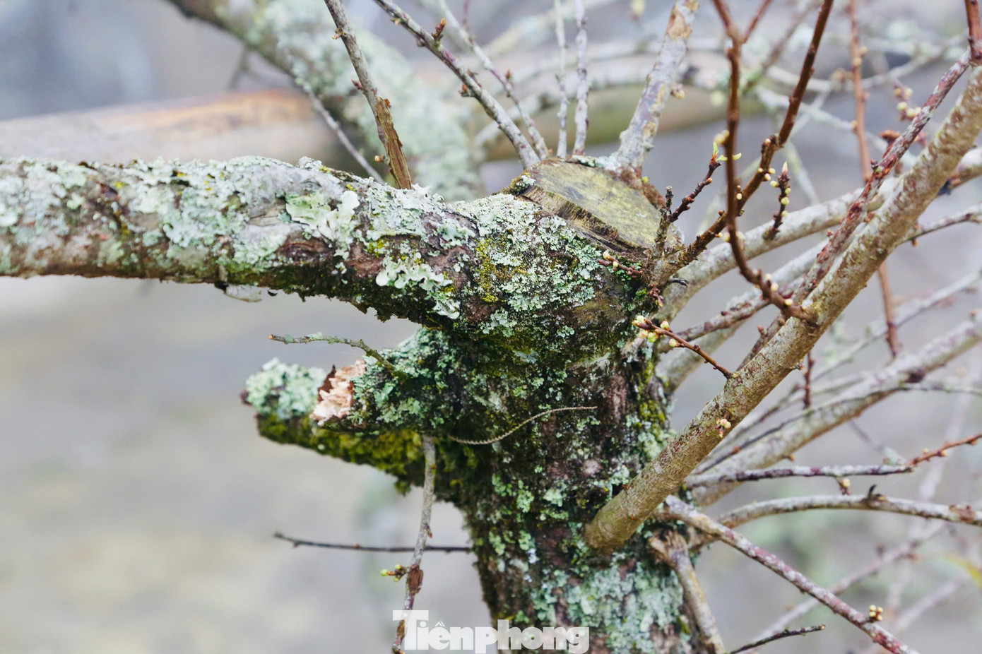 Các huyện Vân Hồ, Mộc Châu (tỉnh Sơn La) nổi tiếng với loại đào đá mốc gốc bởi vẻ đẹp độc lạ, những thân cây xù xì trông như khúc củi, bên ngoài thì rêu mọc phủ kín lại được nhiều người săn đón. Các huyện Vân Hồ, Mộc Châu (tỉnh Sơn La) nổi tiếng với loại đào đá mốc gốc bởi vẻ đẹp độc lạ, những thân cây xù xì trông như khúc củi, bên ngoài thì rêu mọc phủ kín lại được nhiều người săn đón.