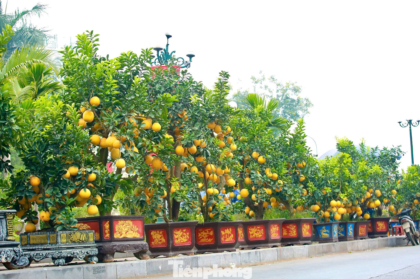 Theo các chủ vườn, bưởi cảnh rất kén người chơi, vì đòi hỏi người chơi phải vừa có kinh tế, vừa có không gian rộng để trưng bày. Những chậu cây quả đều, vàng óng, được bán với giá giao động từ 3 đến 8 triệu đồng/chậu. Những chậu lớn hàng trăm quả có giá hàng chục triệu đồng.