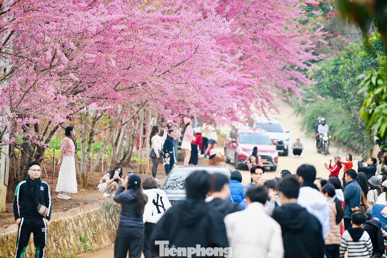 Hoa mai anh đào nở rộ quanh thời điểm Tết Nguyên đán đã tạo điểm nhấn du lịch cho vùng thảo nguyên bao la, thu hút đông đảo du khách thập phương đến chiêm ngưỡng và thưởng ngoạn.