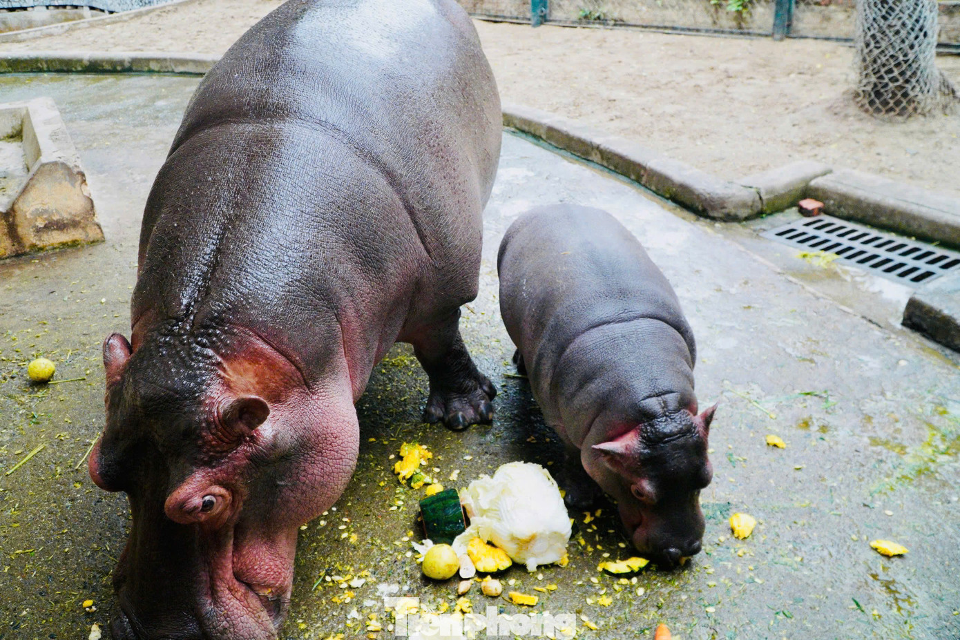 Bà Đỗ Thanh Hoa, Trưởng phòng Kĩ thuật, Công ty TNHH MTV Vườn thú Hà Nội, cho biết: Theo quy trình kỹ thuật chăn nuôi động vật được TP Hà Nội ban hành và dựa vào tình hình thực tế tại đơn vị, vào mùa đông khi nhiệt độ môi trường giảm dưới 17 độ C, Vườn thú Hà Nội sẽ chủ động điều chỉnh tăng khẩu phần ăn, dinh dưỡng để đảm bảo sức khỏe, tăng cường sức đề kháng chống rét cho đàn động vật.