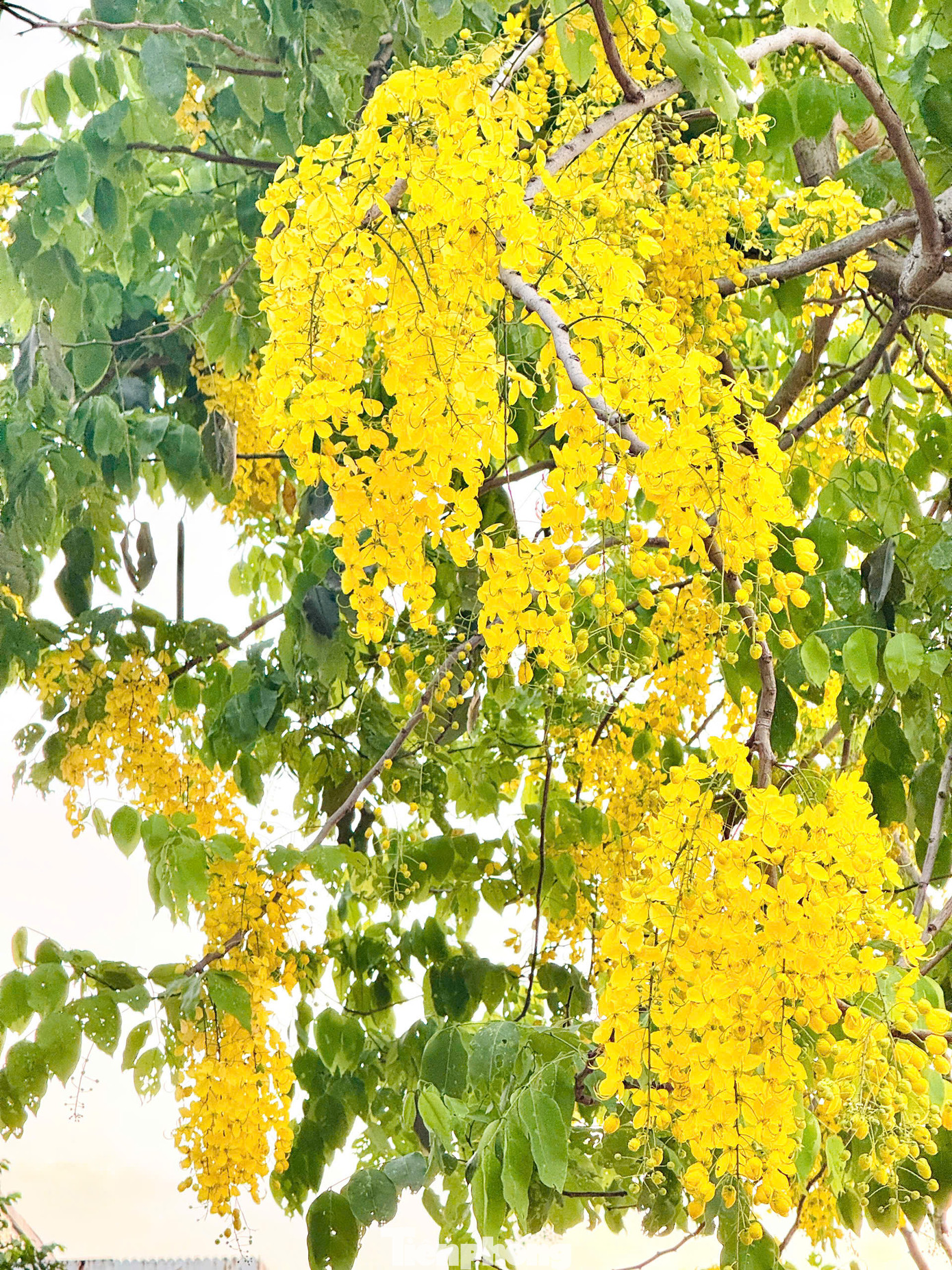 Dưới nắng đầu hè của Hà Nội, hoa muồng hoàng yến trở nên rực rỡ, nhuộm vàng cả một góc trời Thủ đô.