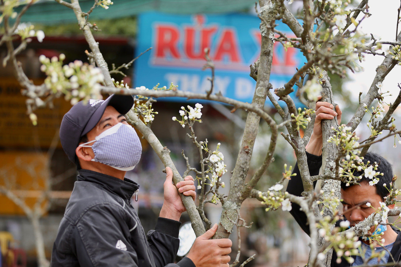 Tiểu thương trên chợ hoa Nghi Tàm cho biết: "Những cành hoa lê này được nhập từ nhiều tỉnh miền núi phía Bắc như Lạng Sơn, Lào Cai, Sơn La... Đây là những loại cây có thân xù xì, hoa thường nở thành chùm lớn, lâu tàn. Cây hoa lê chịu được thời tiết khắc nghiệt". Tiểu thương trên chợ hoa Nghi Tàm cho biết: "Những cành hoa lê này được nhập từ nhiều tỉnh miền núi phía Bắc như Lạng Sơn, Lào Cai, Sơn La... Đây là những loại cây có thân xù xì, hoa thường nở thành chùm lớn, lâu tàn. Cây hoa lê chịu được thời tiết khắc nghiệt".