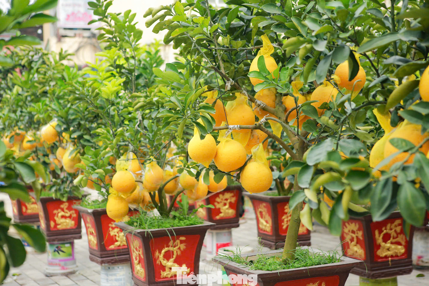 Những ngày này, dọc các tuyến đường như Lạc Long Quân, Nghi Tàm, Lê Quang Đạo... thị trường cây cảnh phục vụ Tết Nguyên đán Ất Tỵ 2025 bắt đầu trở nên sôi động. Các nhà vườn tung ra hàng loạt "siêu phẩm" phục vụ nhu cầu mua sắm của khách hàng.