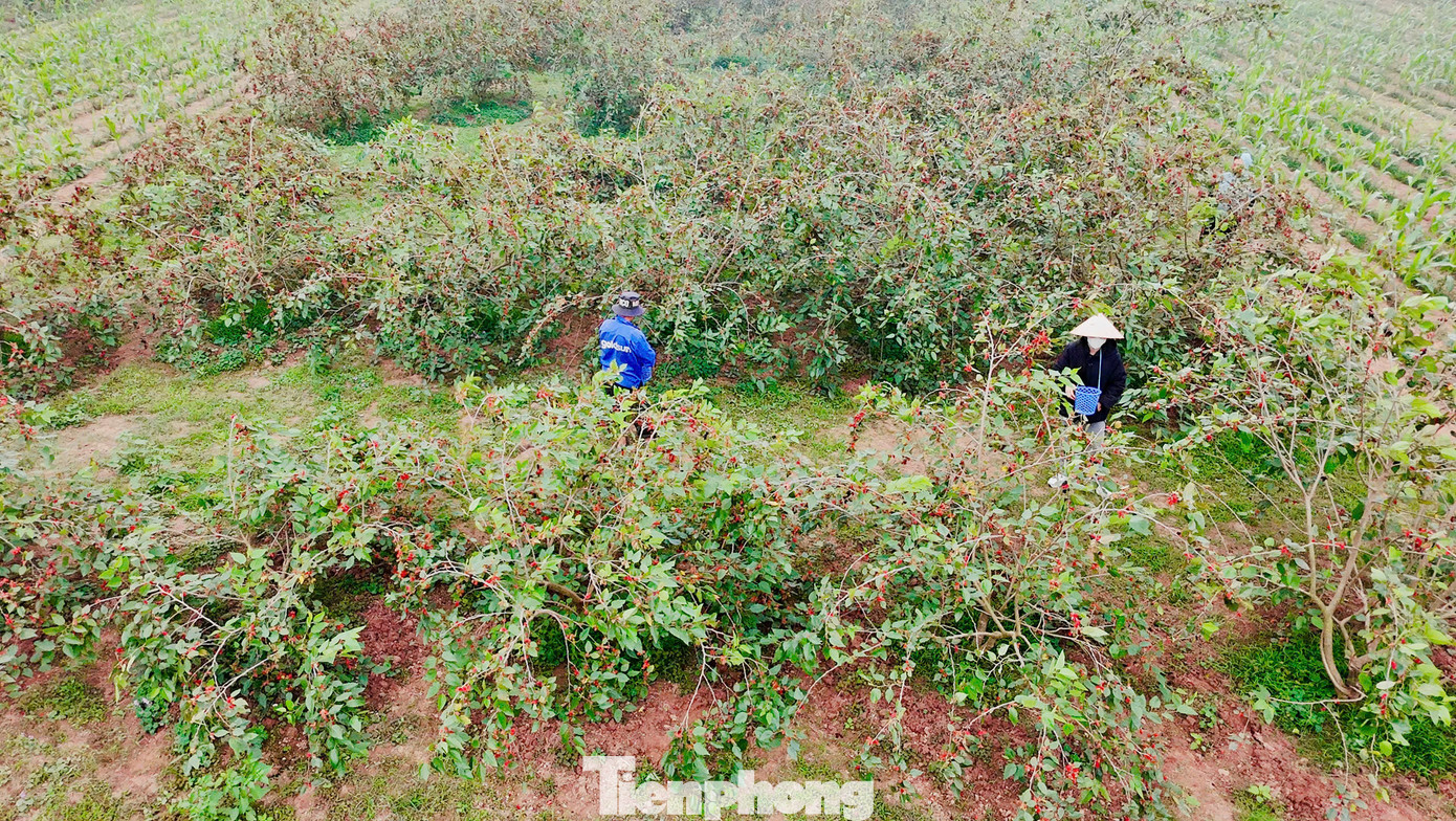 Thời gian qua, nhận thấy việc trồng dâu tằm cho hiệu quả kinh tế cao, nông dân xã Hiệp Thuận (huyện Phúc Thọ) đã mở rộng vùng chuyên canh dâu tằm. Thời gian qua, nhận thấy việc trồng dâu tằm cho hiệu quả kinh tế cao, nông dân xã Hiệp Thuận (huyện Phúc Thọ) đã mở rộng vùng chuyên canh dâu tằm.