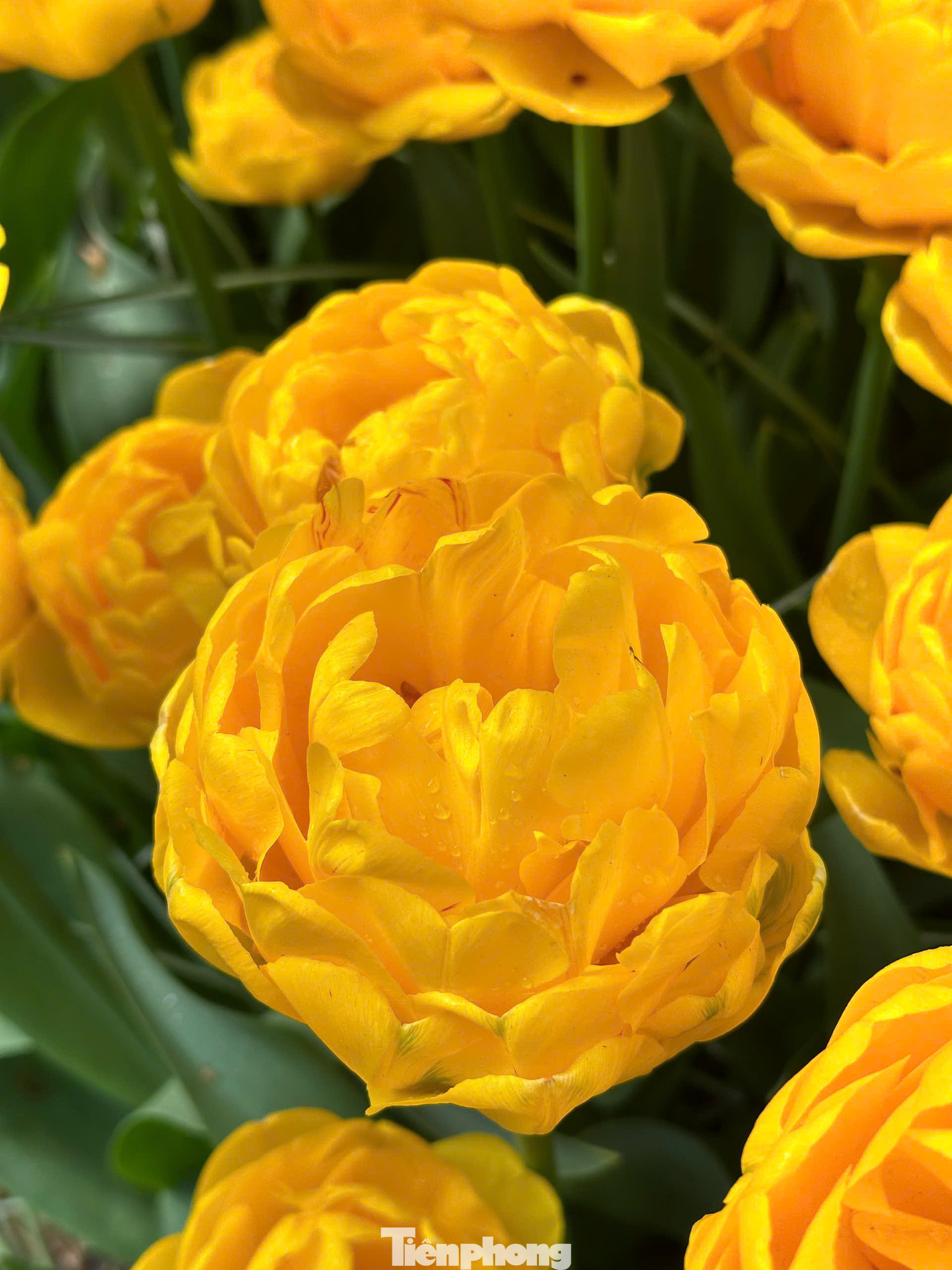 Để ngắm hoa, cách phổ biến nhất: Đi tàu từ Ga Trung tâm Amsterdam (Amsterdam Centraal) đến Sân bay Schiphol (khoảng 15-20 phút). Từ đây, bạn bắt Keukenhof Express Bus (tuyến 858) thẳng đến cổng vườn hoa (khoảng 30-35 phút). Bạn nên mua vé Combo Ticket bao gồm vé vào cổng Keukenhof và vé xe buýt khứ hồi từ Amsterdam (Schiphol, Leiden, hoặc thậm chí một số điểm trong trung tâm Amsterdam tùy theo mùa và nhà cung cấp).