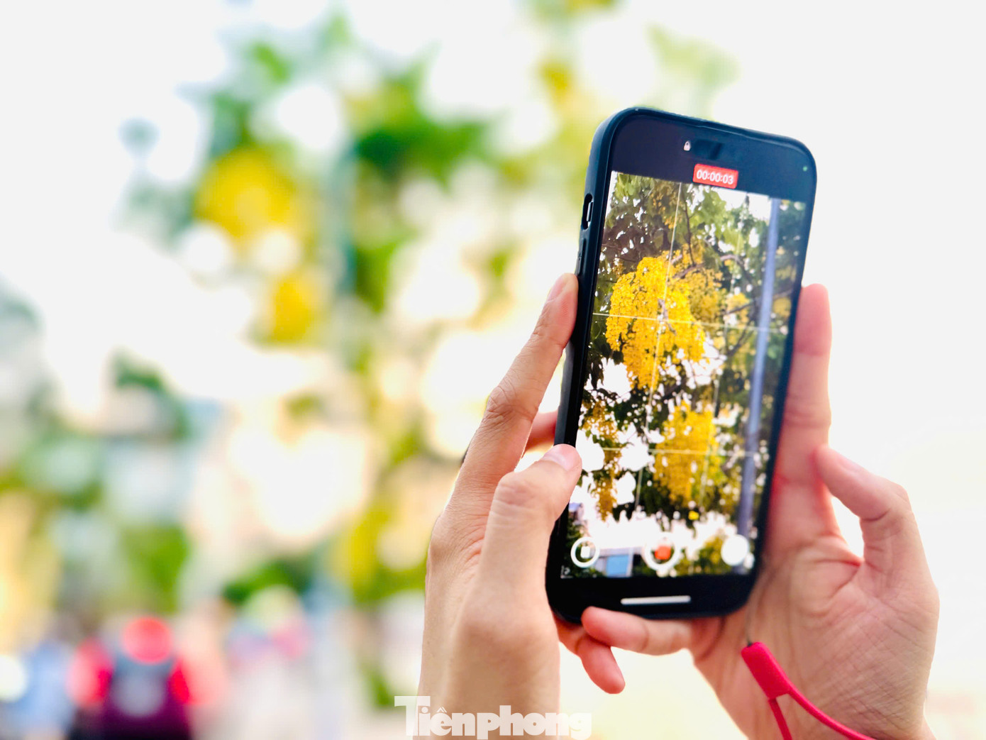 Hoa muồng hoàng yến không chỉ đẹp ở sắc màu mà còn mang ý nghĩa tượng trưng cho sự may mắn và thịnh vượng trong văn hóa nhiều nước châu Á. Không gian vàng óng ánh dưới tán hoa muồng hoàng yến nhanh chóng trở thành điểm check-in yêu thích của giới trẻ, đặc biệt vào những buổi chiều hoàng hôn rực rỡ.