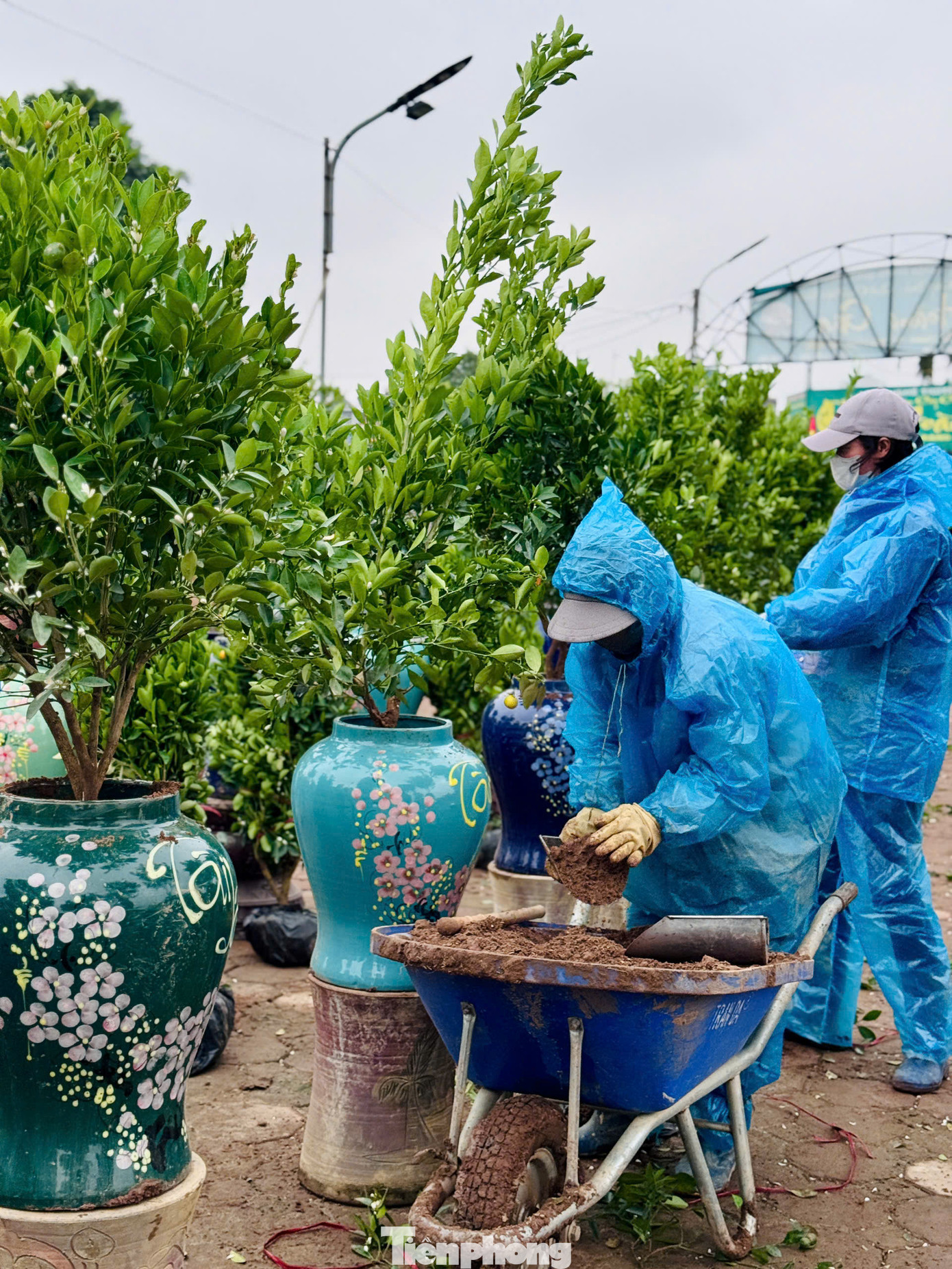 "Tôi làm thuê với công khoảng 500.000 đồng/ngày, công việc chủ yếu là vận chuyển cây, cho đất vào từng chậu rồi vun trồng, sau đó tưới nước và đợi cây phát triển", một công nhân chia sẻ.