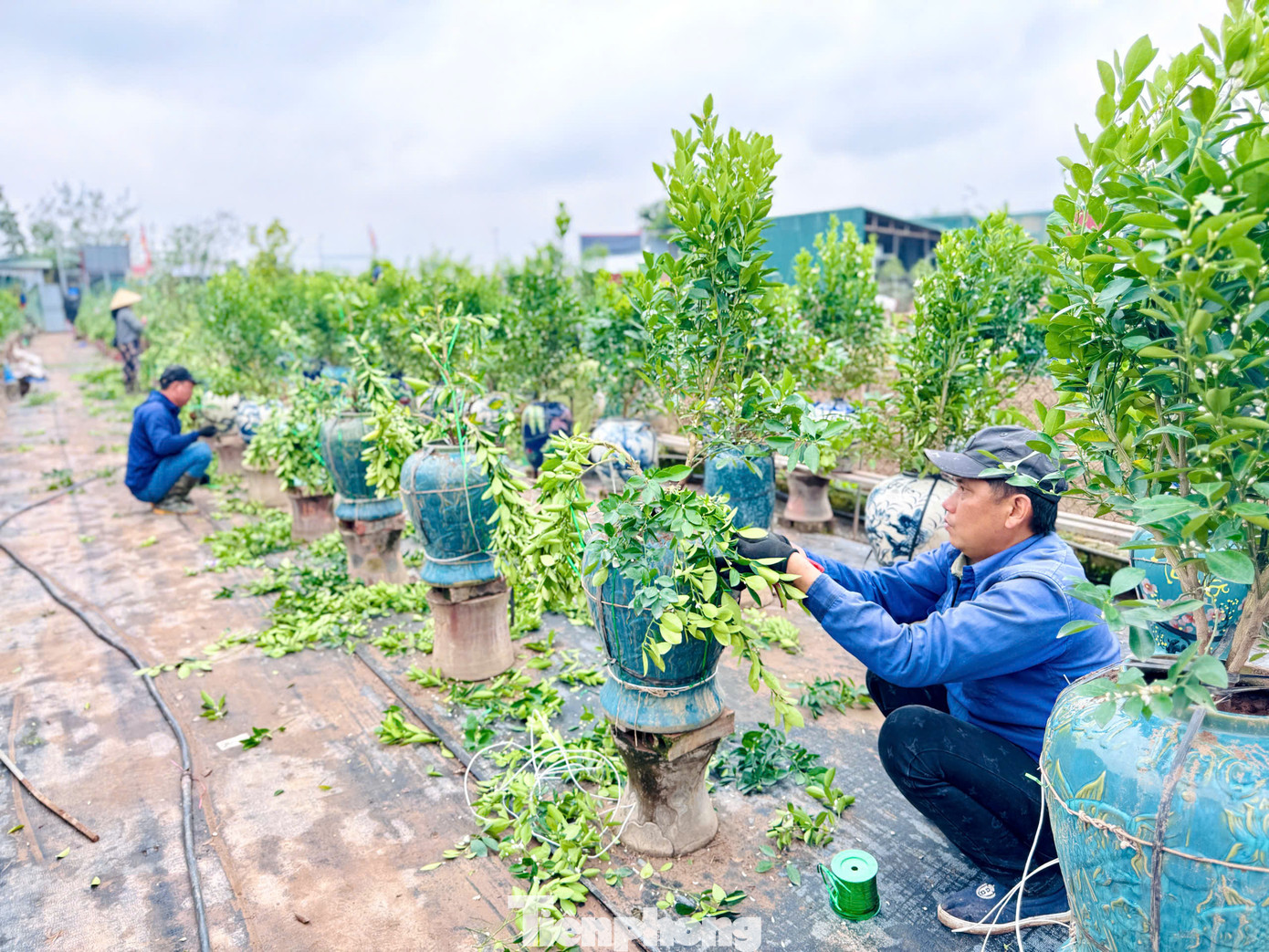 Các nhà vườn ở Tứ Liên đã mời những người có tay nghề quê Hưng Yên về gò thế, tạo dáng cho quất cảnh.