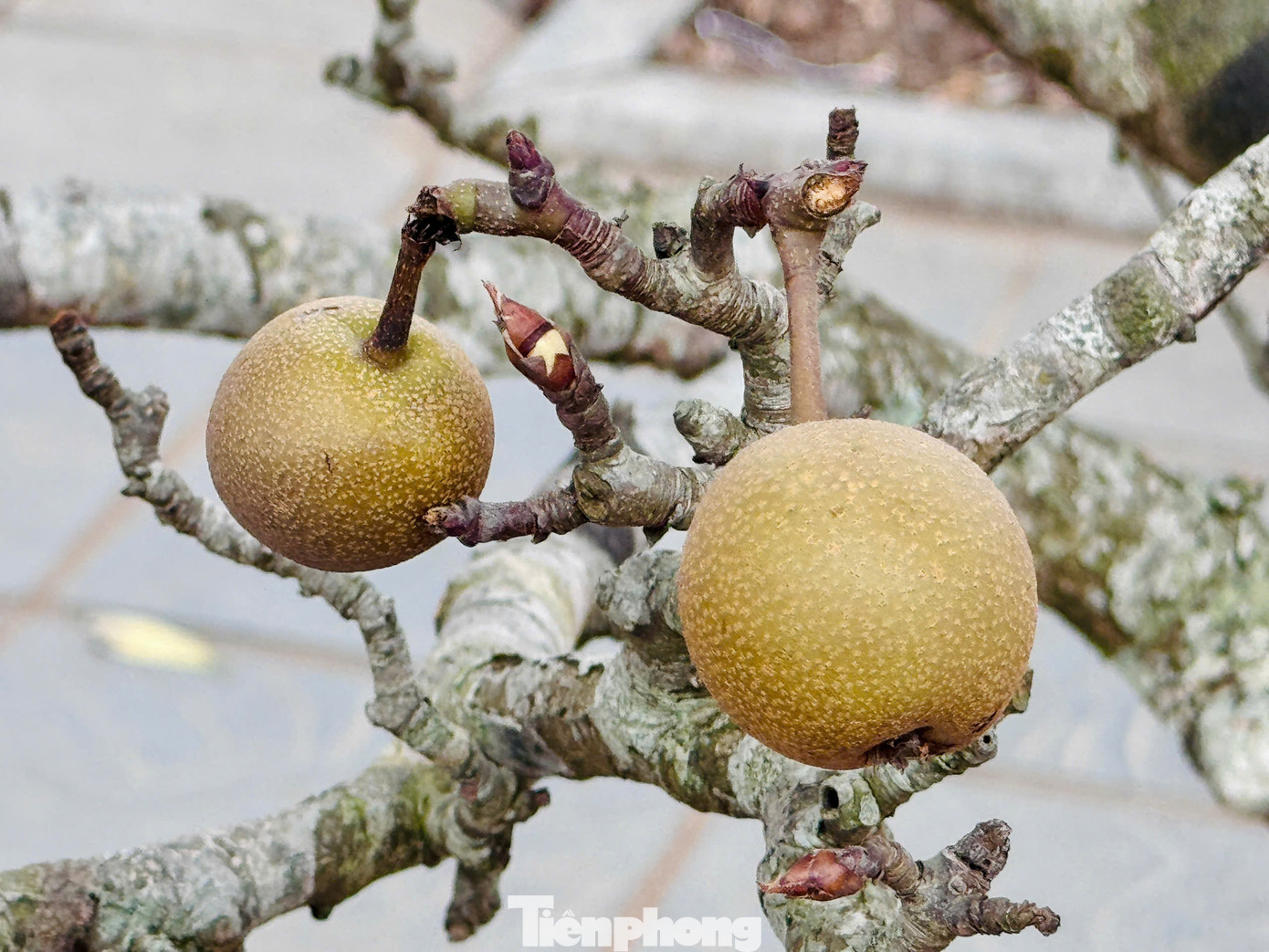 Những cành lê độc, lạ sai trĩu trịt quả với giá từ 1 triệu đến 1,5 triệu đồng. Những cành lê độc, lạ sai trĩu trịt quả với giá từ 1 triệu đến 1,5 triệu đồng.