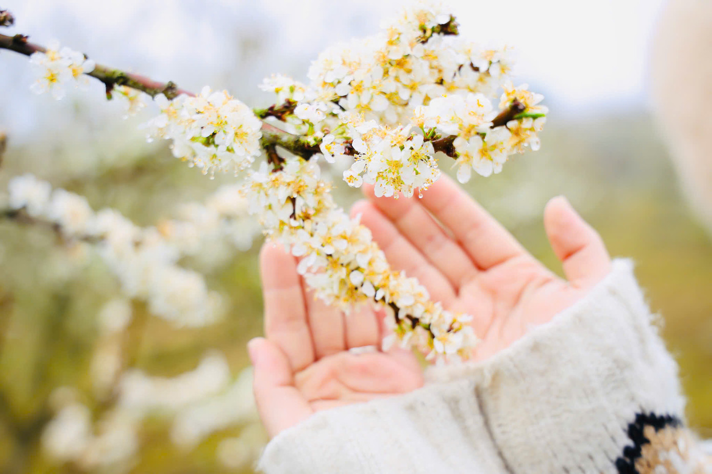 Những giọt sương sớm đọng trên cành hoa mận mỏng manh níu giữ bước chân du khách. Những giọt sương sớm đọng trên cành hoa mận mỏng manh níu giữ bước chân du khách.