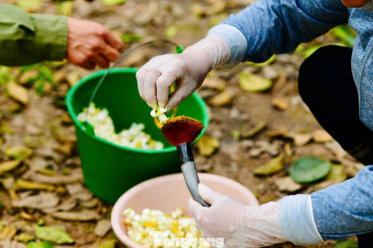 Dụng cụ thụ phấn cho hoa bưởi được chế tạo khá đơn giản, thường là một chiếc que bằng tre dài, đầu có buộc một chổi lông để phấn hoa dễ dính. Nhân công sẽ bôi phấn vào chổi lông, khi chổi lông dày đặc phấn hoa thì bắt đầu bôi trực tiếp vào các nụ hoa trên cây. Dụng cụ thụ phấn cho hoa bưởi được chế tạo khá đơn giản, thường là một chiếc que bằng tre dài, đầu có buộc một chổi lông để phấn hoa dễ dính. Nhân công sẽ bôi phấn vào chổi lông, khi chổi lông dày đặc phấn hoa thì bắt đầu bôi trực tiếp vào các nụ hoa trên cây.