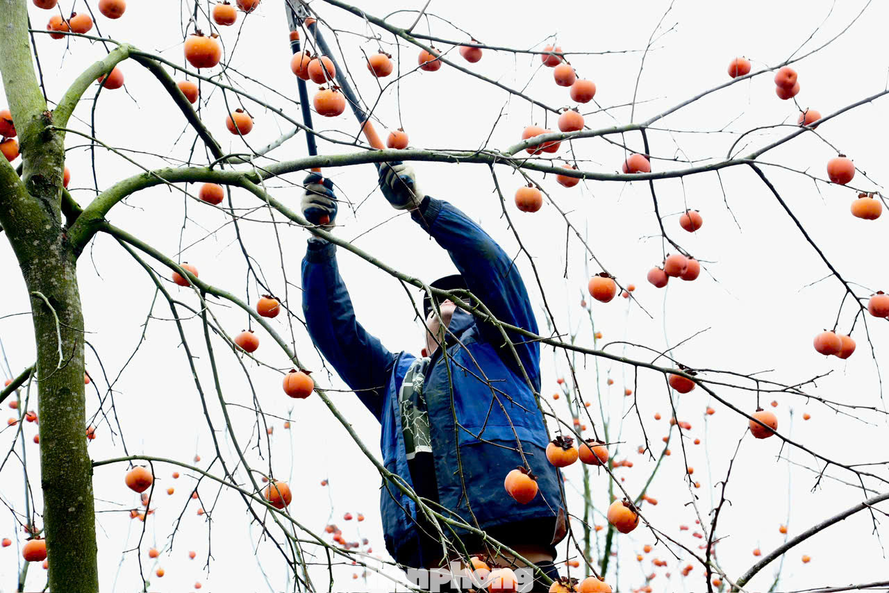 Một chủ vườn ở thung lũng Nà Ka cho biết: "Vườn này tôi giữ lại từ đầu vụ, không thu hoạch, để dành cho những du khách thích cắm nguyên cành chơi Tết".