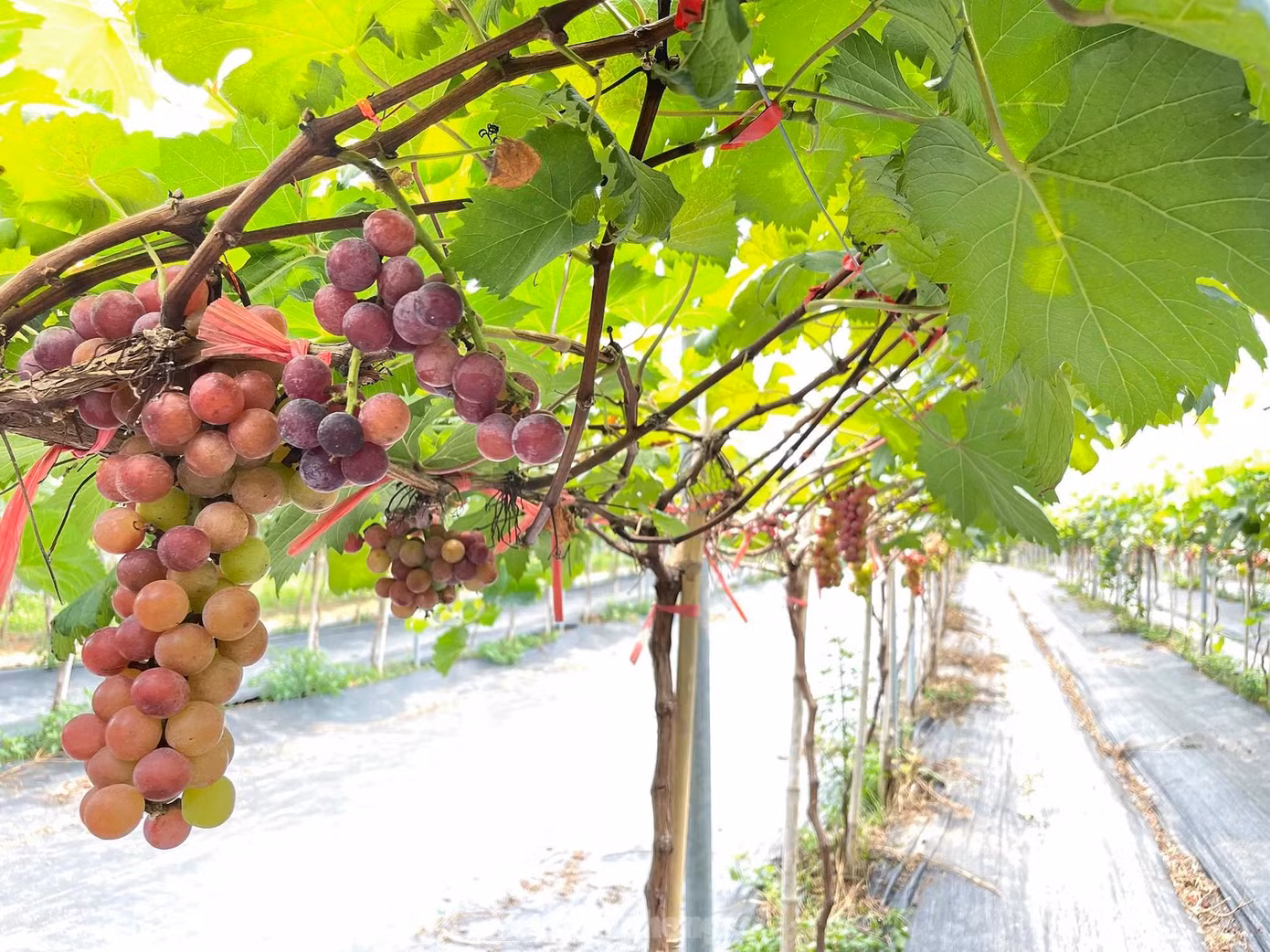Nằm ngay chân cầu Nhật Tân cách trung tâm Hà Nội khoảng 20 phút chạy xe, giờ đây các bạn trẻ có thể tự tay cắt những chùm nho sai trĩu quả mà không cần phải vào tận Ninh Thuận như trước đây. Các chùm nho đều sai trĩu quả có vị ngọt và thơm như rượu vang.