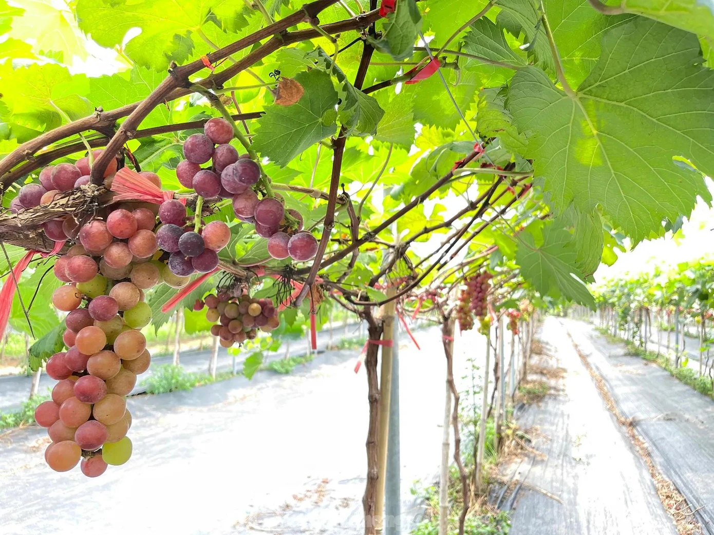 Nằm ngay chân cầu Nhật Tân cách trung tâm Hà Nội khoảng 20 phút chạy xe, giờ đây các bạn trẻ có thể tự tay cắt những chùm nho sai trĩu quả mà không cần phải vào tận Ninh Thuận như trước đây. Các chùm nho đều sai trĩu quả có vị ngọt và thơm như rượu vang.
