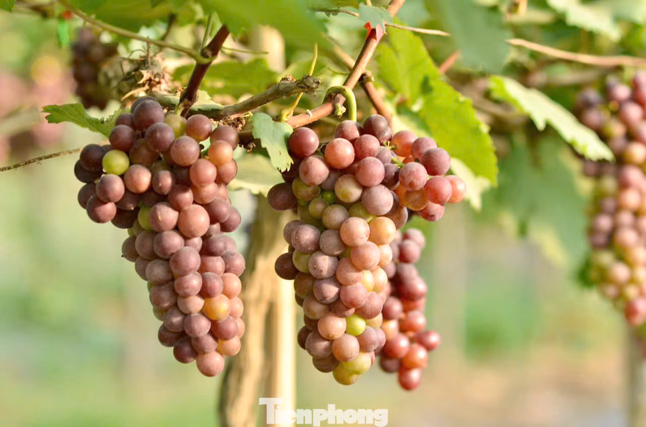 Hiện nông trại đang có hai giống nho chính là: Nho móng tay, nho hạ đen. Nông trại có 2 vụ nho mỗi năm, vụ đầu thu hoạch từ trung tuần tháng 5 đến tháng 7 và vụ thứ 2 là từ tháng 10 đến tháng 12.