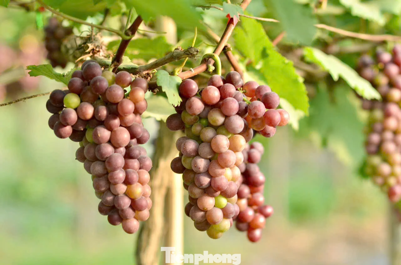 Hiện nông trại đang có hai giống nho chính là: Nho móng tay, nho hạ đen. Nông trại có 2 vụ nho mỗi năm, vụ đầu thu hoạch từ trung tuần tháng 5 đến tháng 7 và vụ thứ 2 là từ tháng 10 đến tháng 12.