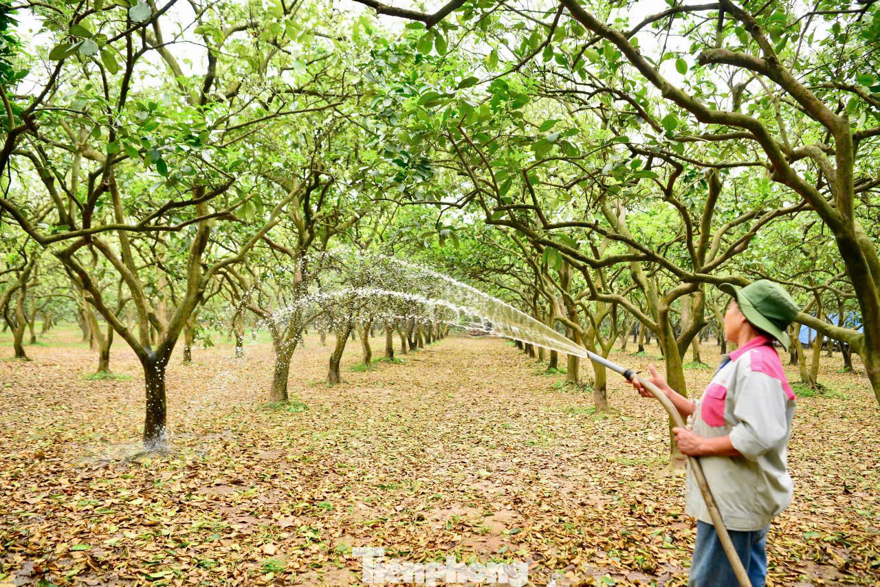 Hoa bưởi là loài lưỡng tính nên hoa nào cũng có thể cho quả, thường thì hoa 4 cánh cho quả nhỏ hơn hoa 5 cánh, người thợ làm vườn lâu năm ở đây cho biết. Hoa bưởi là loài lưỡng tính nên hoa nào cũng có thể cho quả, thường thì hoa 4 cánh cho quả nhỏ hơn hoa 5 cánh, người thợ làm vườn lâu năm ở đây cho biết.
