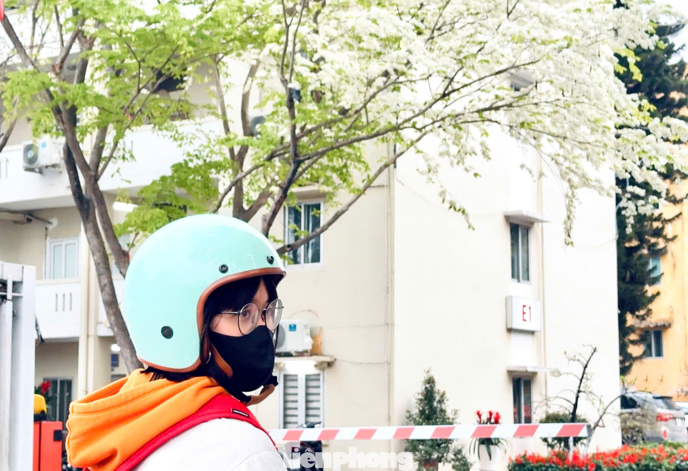 Những ngày này, nhiều người dân, đặc biệt là giới trẻ đã tìm đến với khu ngoại giao đoàn trên phố Hồ Đắc Di để chụp ảnh check-in với sắc trắng tinh khôi của hoa sưa.