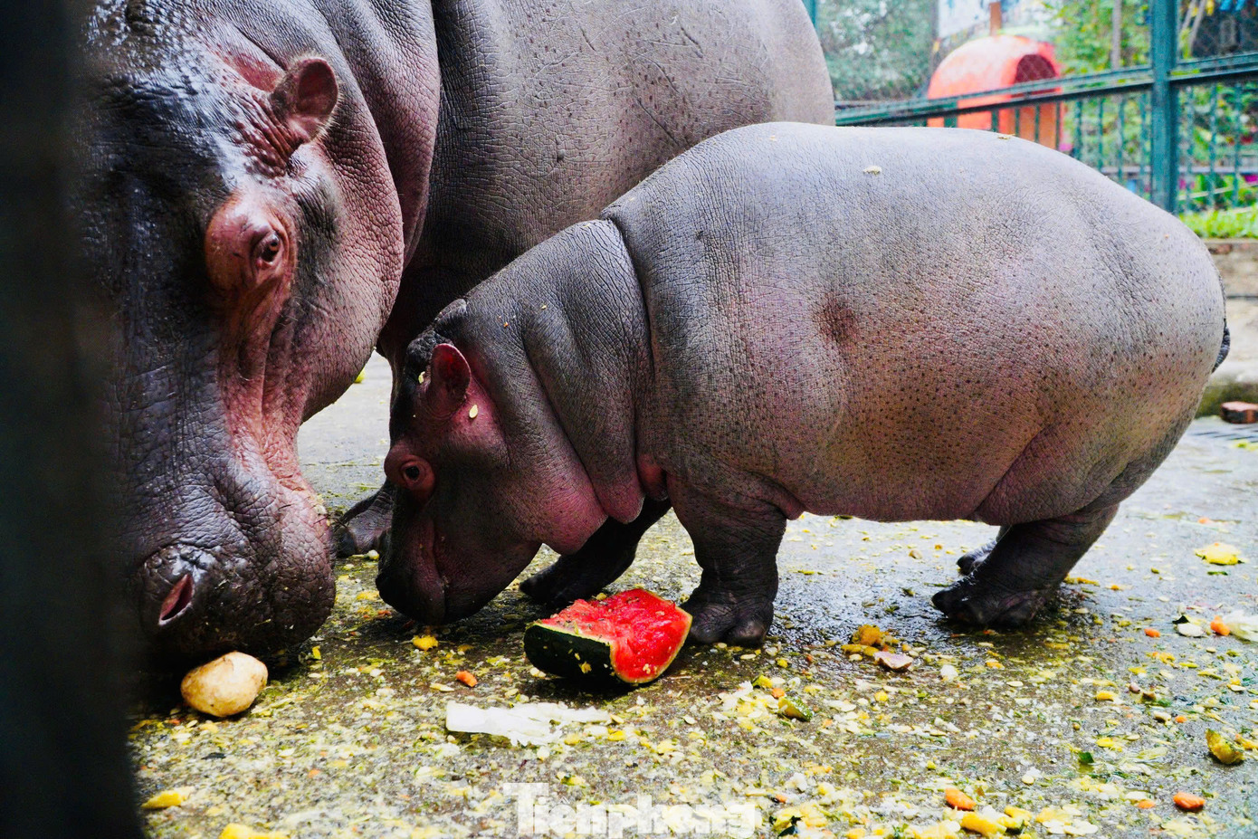 Bà Đỗ Thanh Hoa, Trưởng phòng Kĩ thuật, Công ty TNHH MTV Vườn thú Hà Nội, cho biết: Theo quy trình kỹ thuật chăn nuôi động vật được TP Hà Nội ban hành và dựa vào tình hình thực tế tại đơn vị, vào mùa đông khi nhiệt độ môi trường giảm dưới 17 độ C, Vườn thú Hà Nội sẽ chủ động điều chỉnh tăng khẩu phần ăn, dinh dưỡng để đảm bảo sức khỏe, tăng cường sức đề kháng chống rét cho đàn động vật.