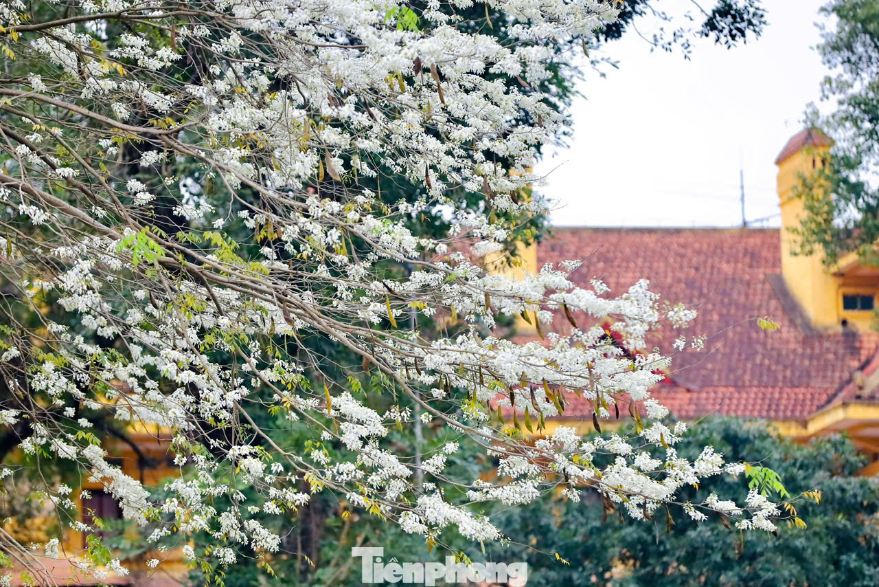 Màu trắng hoa sưa không sặc sỡ nhưng nổi bật trên mái ngói cổ kính của đường phố Hà Nội.