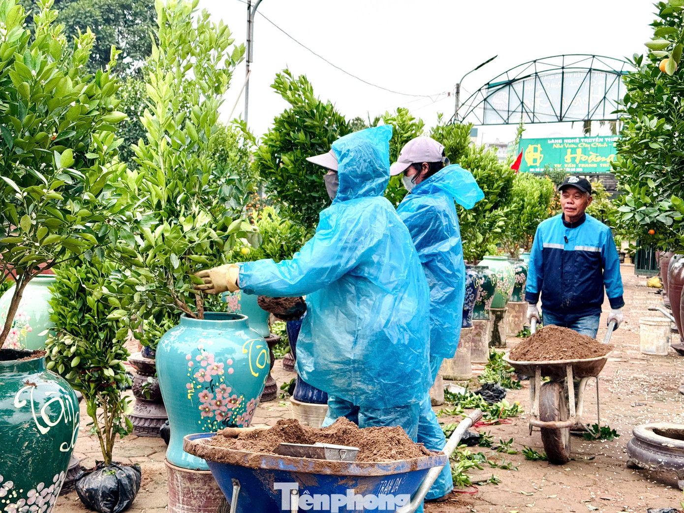 Ghi nhận chiều 18/2 tại làng Tứ Liên, các nhà vườn tại đây tất bật trồng quất cảnh vào chậu để ươm, từng xe đất phù sa của sông Hồng được người dân đem về nhằm bổ sung dưỡng chất cho cây, không khí đầu xuân năm mới nhộn nhịp hơn bao giờ hết.