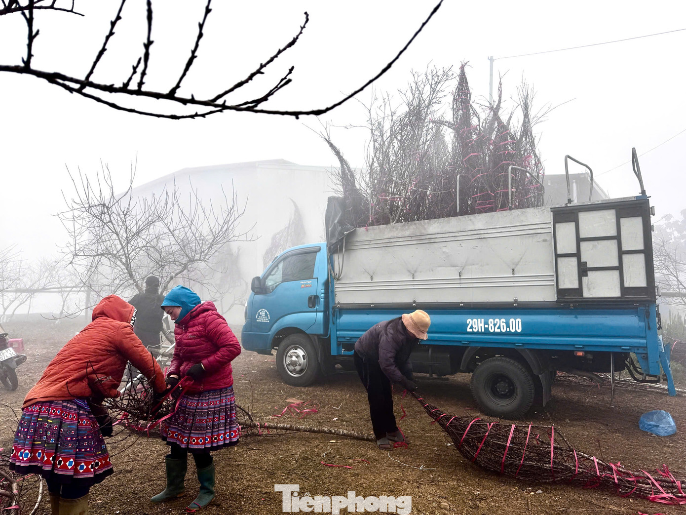 Những cành đào được bó gọn lại cẩn thận, chằng buộc kỹ lên xe và chuyển về những tỉnh miền xuôi như Hà Nội, Hưng Yên, Hà Nam....phục vụ nhu cầu người dân chơi Tết. Những cành đào được bó gọn lại cẩn thận, chằng buộc kỹ lên xe và chuyển về những tỉnh miền xuôi như Hà Nội, Hưng Yên, Hà Nam....phục vụ nhu cầu người dân chơi Tết.