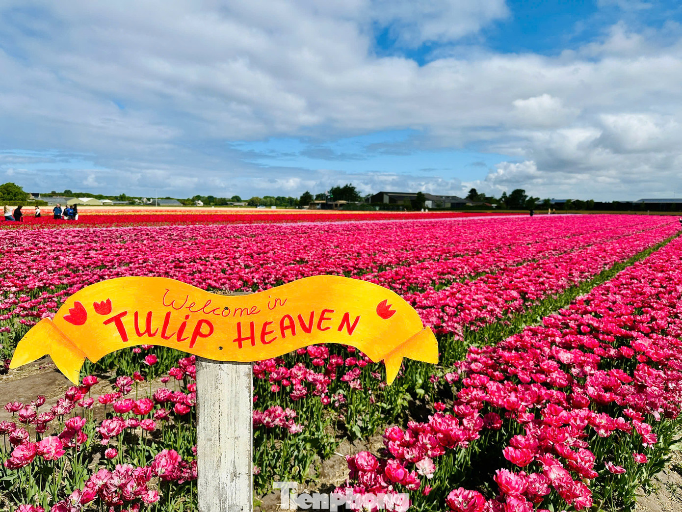 Đây không chỉ là một vườn hoa mà còn là một bảo tàng sống động, nơi du khách có thể tìm hiểu về lịch sử, quá trình trồng và nhân giống hoa tulip. Điểm đặc biệt nhất là có thể mang những bông tulip rực rỡ nhất từ cánh đồng về làm kỷ niệm.