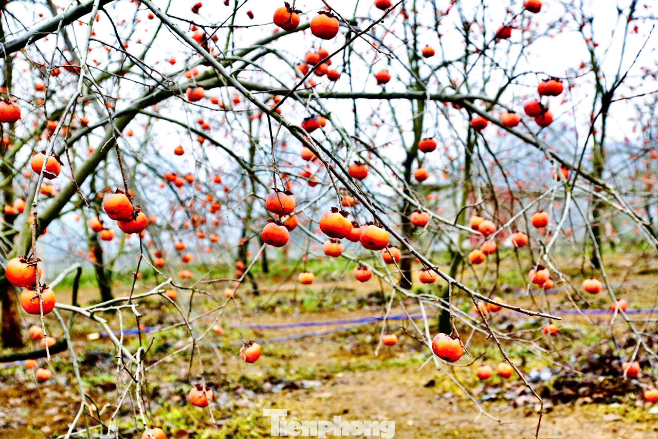 Mùa hồng ngâm ở Mộc Châu bắt đầu từ tháng 10 dương lịch đến Tết Nguyên đán, đặc biệt khi cành đã trơ trụi lá, quả hồng vẫn ở trên cây đến tận 2-3 tháng mới thu hoạch.