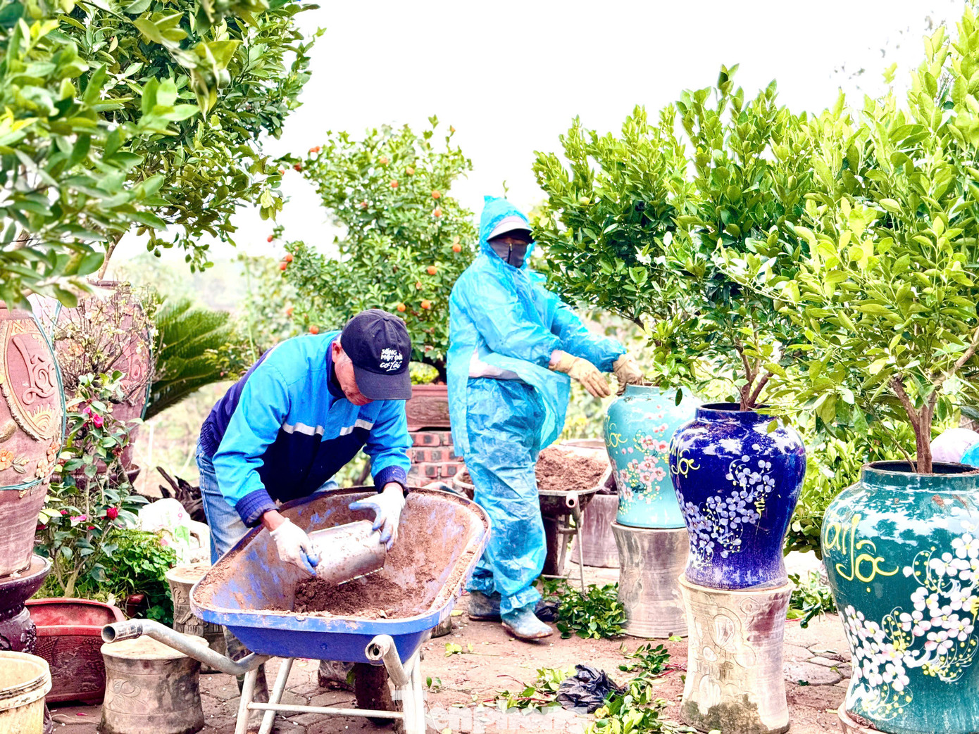 Nhiều gốc quất cảnh giống bắt đầu nở hoa, các nhà vườn rục rịch cho vào từng bình và chăm sóc cho cây phát triển.