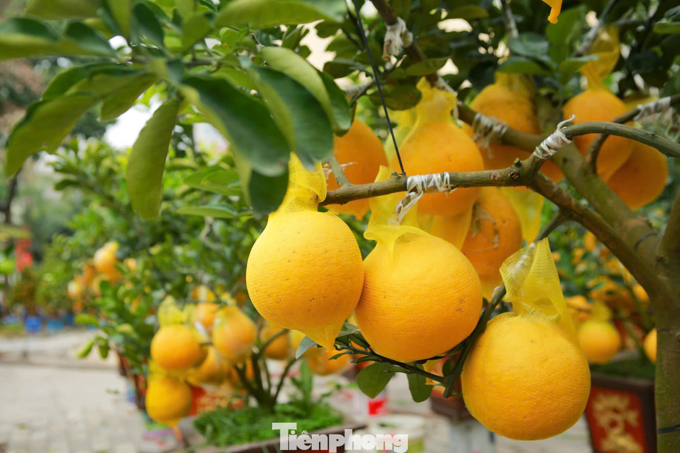 Đặc điểm của bưởi cảnh này là phải ghép nhiều quả trên cây, quả thật thường chỉ chiếm 20-30%, còn lại là quả ghép, có những cây lên tới hàng trăm quả.