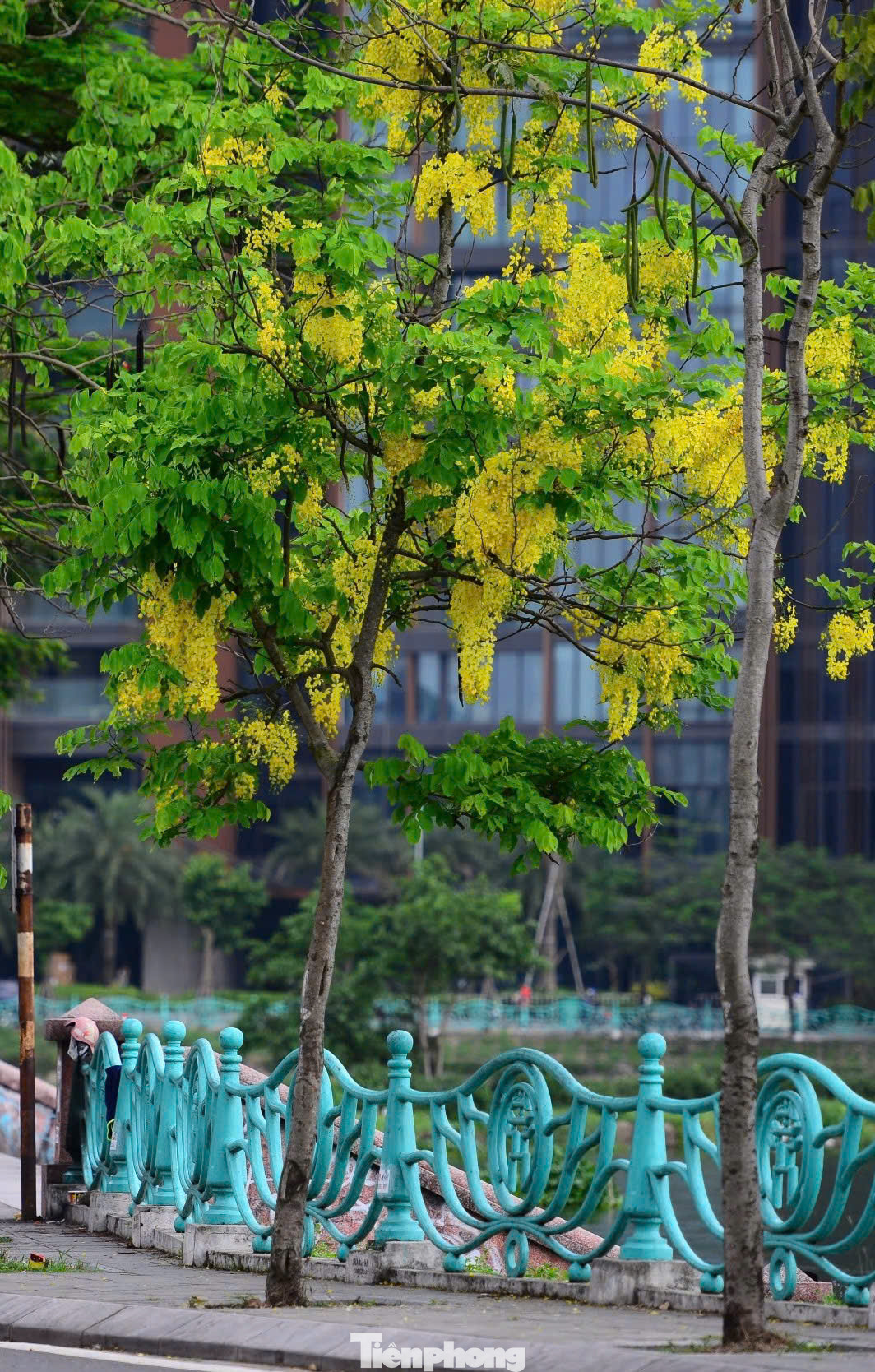 Cây muồng hoàng yến có thể cao từ 10-12m, thường được trồng ven đường, công viên, hồ nước... góp phần làm dịu mát không gian và tạo điểm nhấn cho cảnh quan đô thị của Thủ đô.