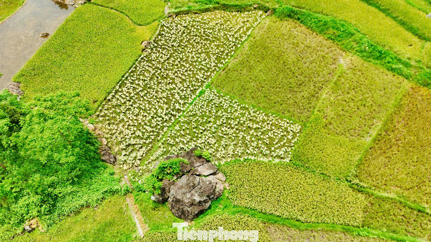 Thời tiết Pù Luông mùa này có chút se lạnh về đêm và sáng. Sáng sớm có thể ngắm cảnh tượng mây vần vũ, sương mù bay thấp, khung cảnh lên hình rất thơ mộng. Nếu muốn chụp có nắng vàng nhè nhẹ, sau 14h lúc này sương đã tan dần hết, cảnh vật cũng trở nên rõ nét hơn. Thời tiết Pù Luông mùa này có chút se lạnh về đêm và sáng. Sáng sớm có thể ngắm cảnh tượng mây vần vũ, sương mù bay thấp, khung cảnh lên hình rất thơ mộng. Nếu muốn chụp có nắng vàng nhè nhẹ, sau 14h lúc này sương đã tan dần hết, cảnh vật cũng trở nên rõ nét hơn.