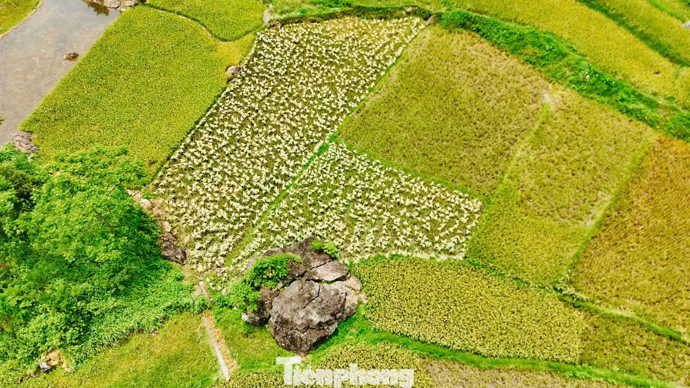 Thời tiết Pù Luông mùa này có chút se lạnh về đêm và sáng. Sáng sớm có thể ngắm cảnh tượng mây vần vũ, sương mù bay thấp, khung cảnh lên hình rất thơ mộng. Nếu muốn chụp có nắng vàng nhè nhẹ, sau 14h lúc này sương đã tan dần hết, cảnh vật cũng trở nên rõ nét hơn.