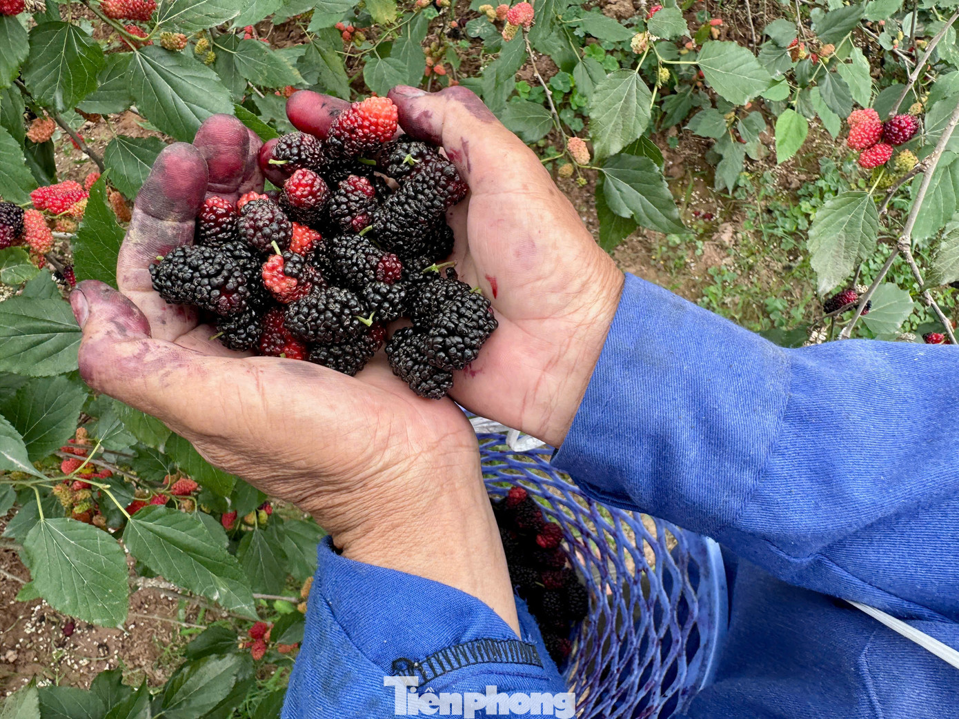 Thời gian này, các chủ vườn phải tăng cường nhân công, tranh thủ từng ngày để thu hoạch dâu. Nhân công thời vụ thu hoạch theo ngày được trả thù lao 200.000 đồng. Dâu tằm chín rộ cần thu hoạch nhanh, nếu không sẽ chín quá và rụng. Thời gian này, các chủ vườn phải tăng cường nhân công, tranh thủ từng ngày để thu hoạch dâu. Nhân công thời vụ thu hoạch theo ngày được trả thù lao 200.000 đồng. Dâu tằm chín rộ cần thu hoạch nhanh, nếu không sẽ chín quá và rụng.