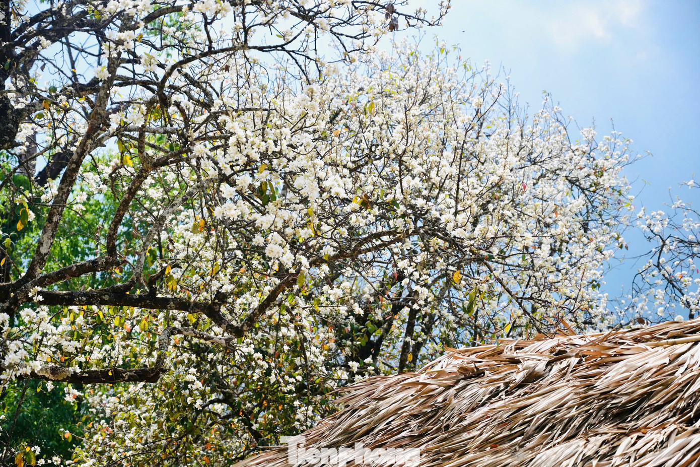 Hiện nay, nơi trồng nhiều cây sơn tra và hoa nở đẹp nhất là ở bản Nậm Nghiệp, xã Ngọc Chiến, huyện Mường La, Sơn La.