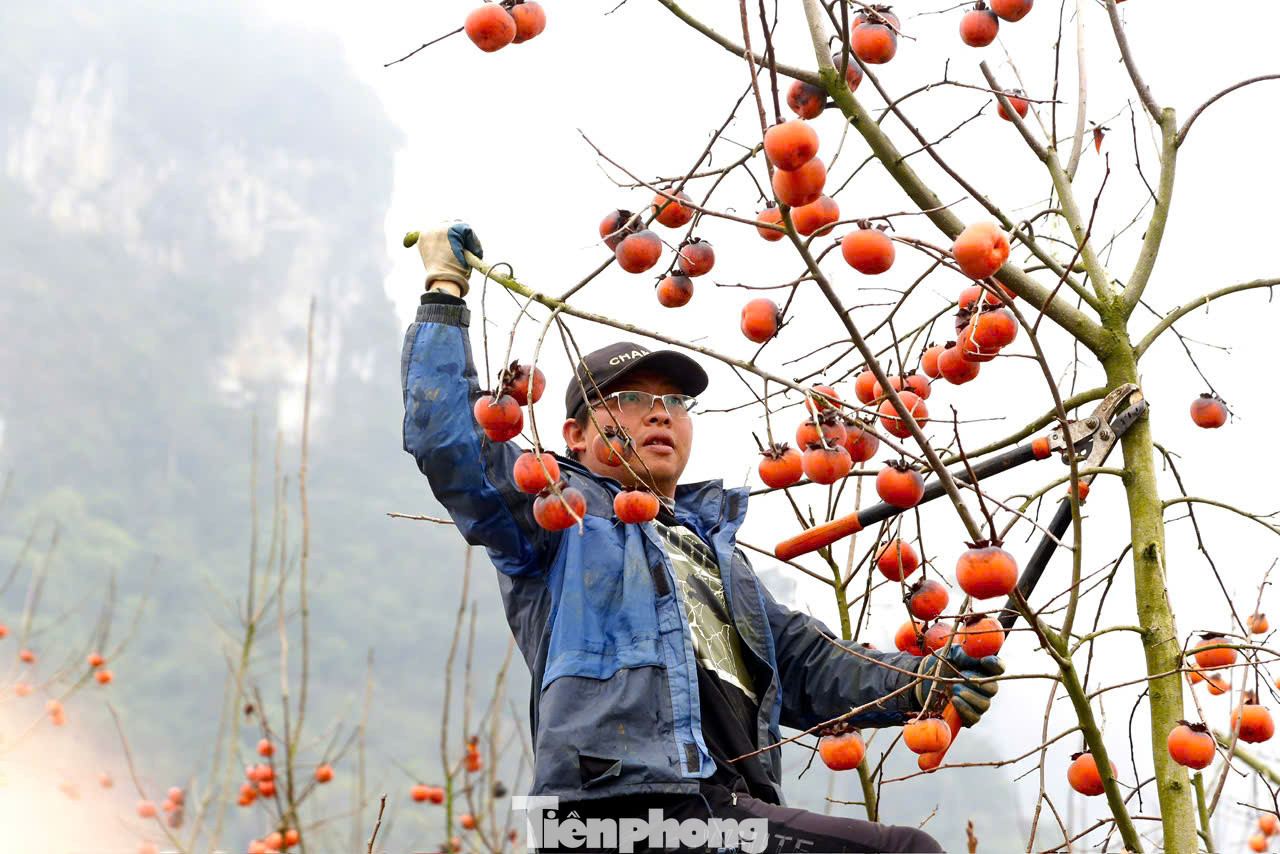 Một chủ vườn ở thung lũng Nà Ka cho biết: "Vườn này tôi giữ lại từ đầu vụ, không thu hoạch, để dành cho những du khách thích cắm nguyên cành chơi Tết".