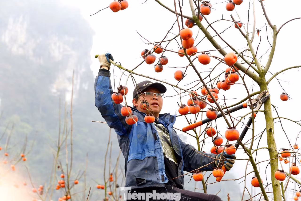 Một chủ vườn ở thung lũng Nà Ka cho biết: "Vườn này tôi giữ lại từ đầu vụ, không thu hoạch, để dành cho những du khách thích cắm nguyên cành chơi Tết".