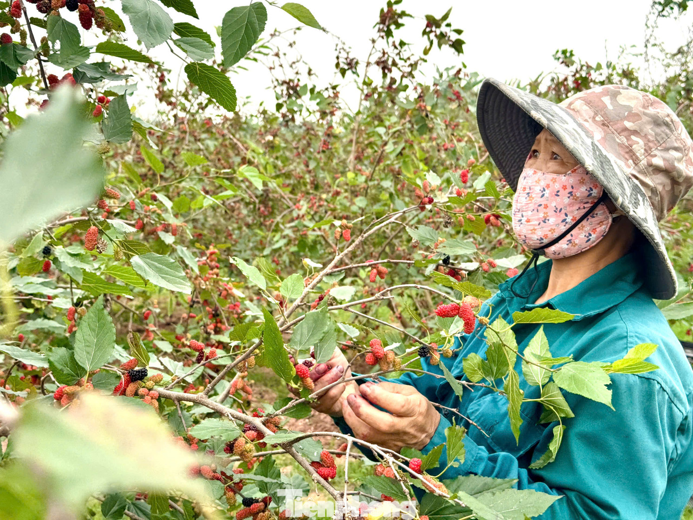 Thời gian này, các chủ vườn phải tăng cường nhân công, tranh thủ từng ngày để thu hoạch dâu. Nhân công thời vụ thu hoạch theo ngày được trả thù lao 200.000 đồng. Dâu tằm chín rộ cần thu hoạch nhanh, nếu không sẽ chín quá và rụng. Thời gian này, các chủ vườn phải tăng cường nhân công, tranh thủ từng ngày để thu hoạch dâu. Nhân công thời vụ thu hoạch theo ngày được trả thù lao 200.000 đồng. Dâu tằm chín rộ cần thu hoạch nhanh, nếu không sẽ chín quá và rụng.
