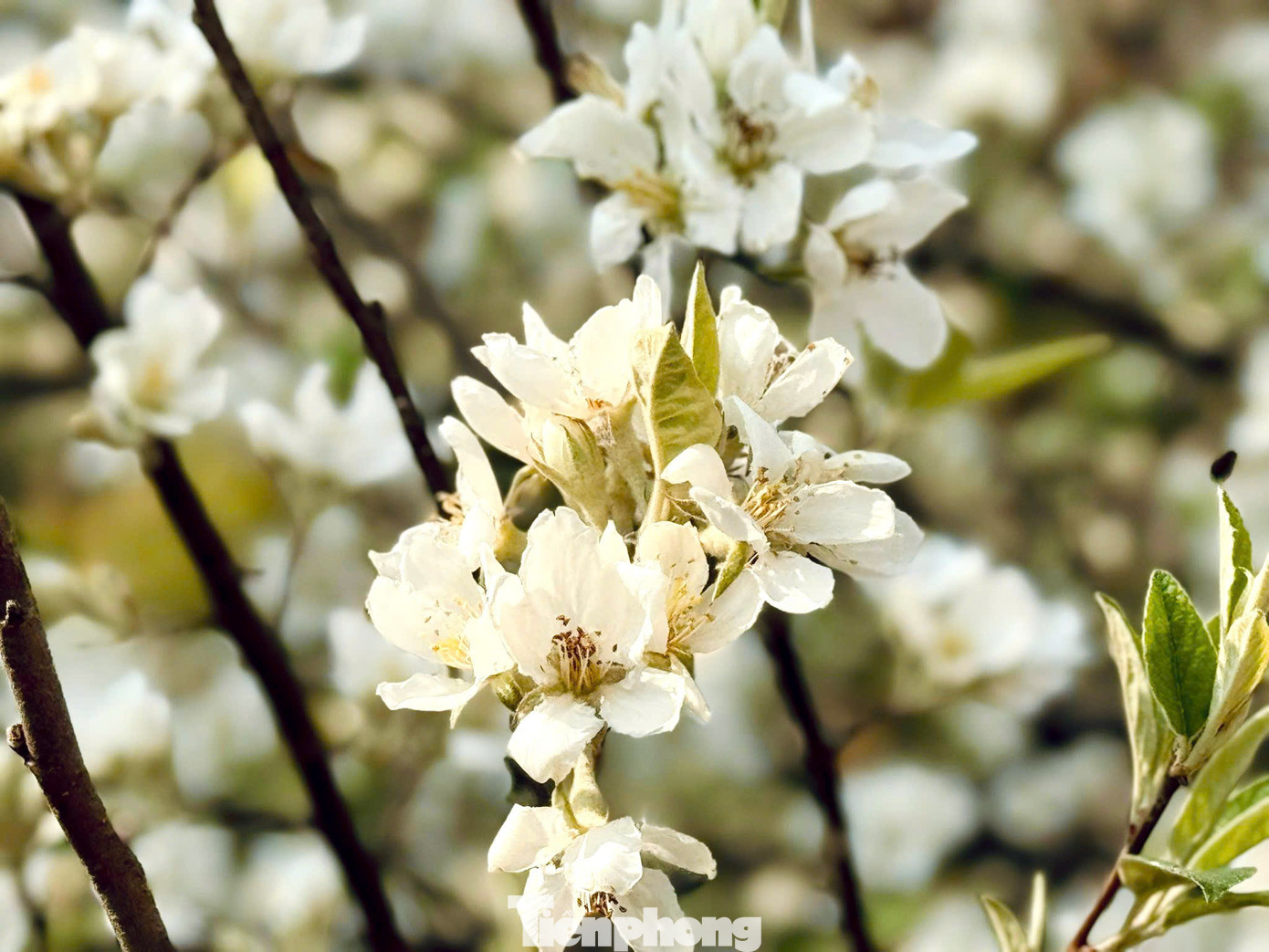 Hoa sơn tra có 5 cánh màu trắng ngà, nhụy màu vàng, khi nở thành từng chùm bông ôm trọn cành cây mộc mạc, như những cây bông tuyết khổng lồ. Hoa sơn tra có vẻ đẹp dung dị, mộc mạc, biểu tượng cho sức sống bền bỉ, kiên cường của đồng bào dân tộc Mông.