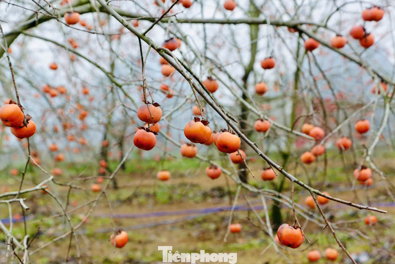Một chủ vườn ở thung lũng Nà Ka cho biết: "Vườn này tôi giữ lại từ đầu vụ, không thu hoạch, để dành cho những du khách thích cắm nguyên cành chơi Tết".