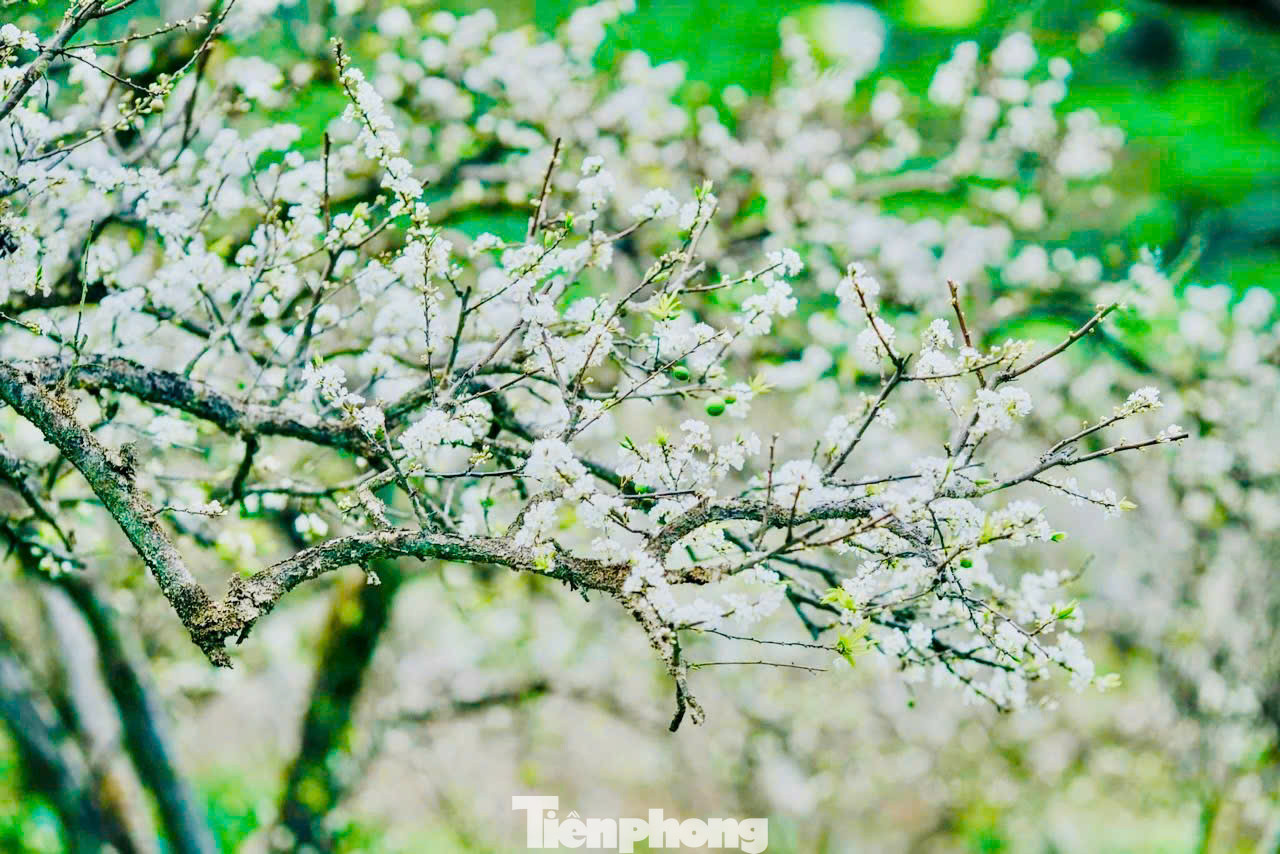 Cuối tháng 1 đến tháng 2 hàng năm là thời điểm hoa mận trên cao nguyên Mộc Châu bắt đầu nở rộ.