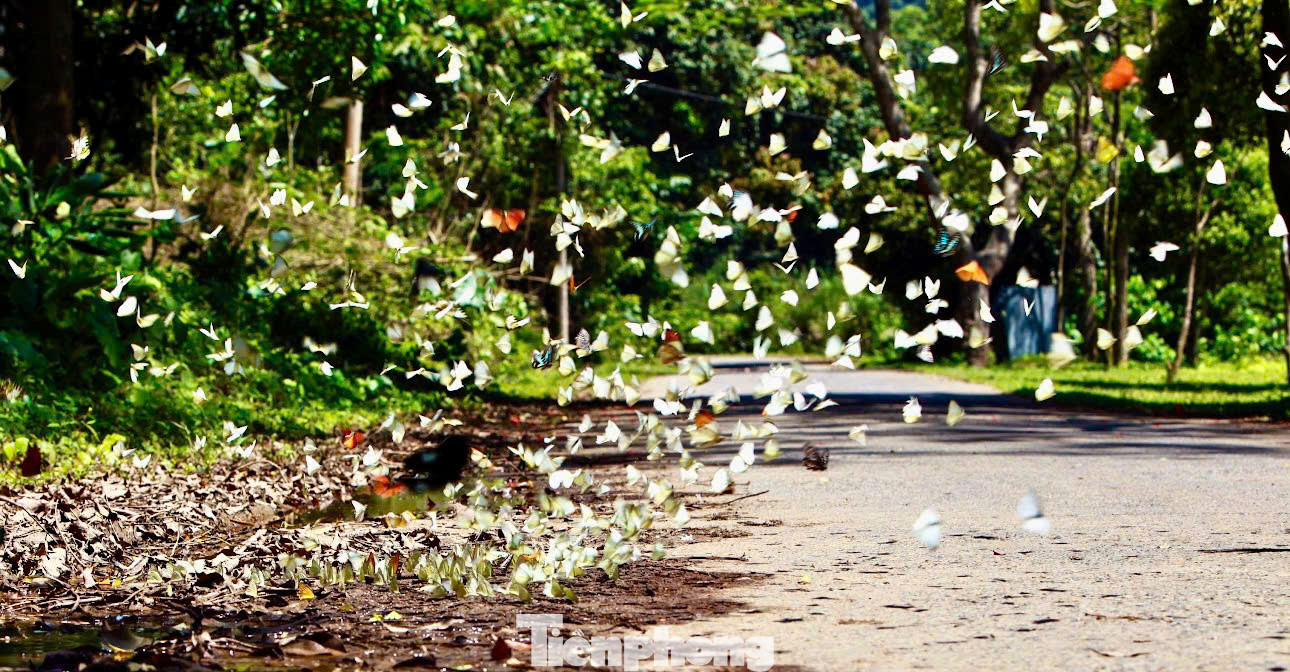 Tháng 5 là mùa bướm bay rợp trời ở Vườn quốc gia Cúc Phương. Thời điểm này có rất đông du khách tìm đến đây chụp ảnh lưu giữ những kỷ niệm đẹp bởi khung cảnh bình yên, hòa mình vào thiên nhiên, chiêm ngưỡng mùa bướm bay rợp trời.