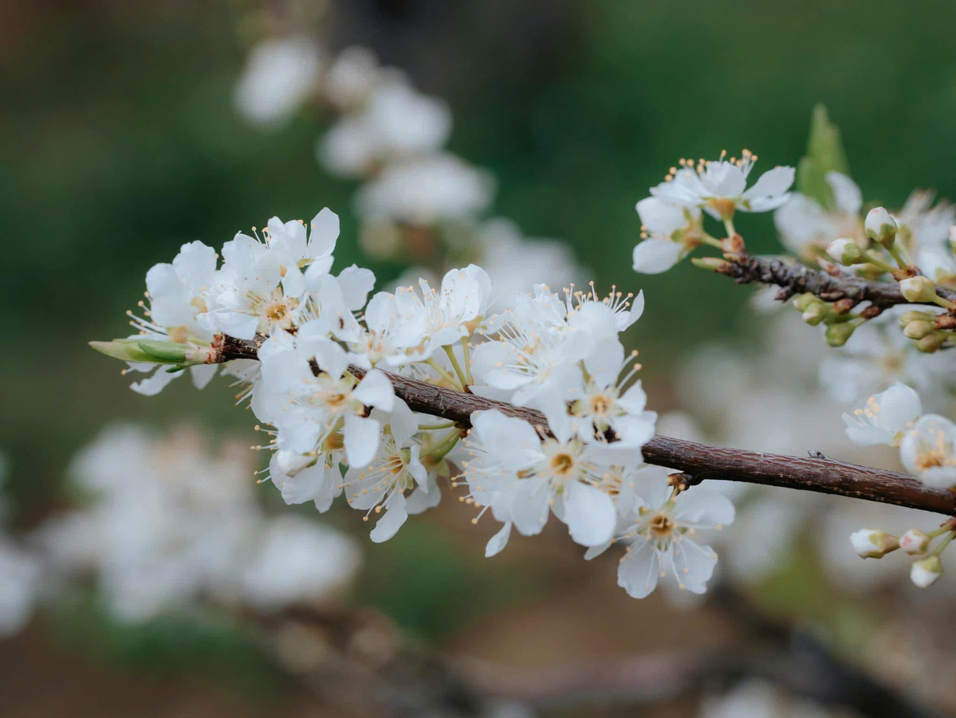 Đây cũng là thời điểm du khách có thể chiêm ngưỡng hoa nở trắng trời cao nguyên với sắc trắng tinh khôi của hoa mận trải dài khắp thung lũng tuyệt đẹp. Đây cũng là thời điểm du khách có thể chiêm ngưỡng hoa nở trắng trời cao nguyên với sắc trắng tinh khôi của hoa mận trải dài khắp thung lũng tuyệt đẹp.