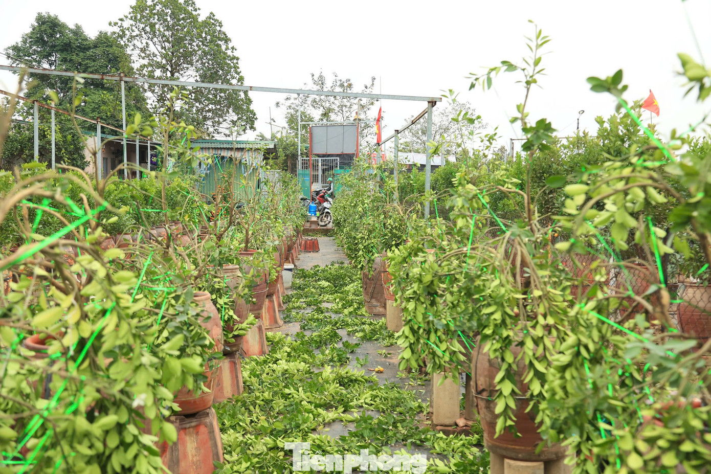 Không khí làm việc tại các nhà vườn thời điểm này rất nhộn nhịp. Những nhóm thợ lành nghề từ huyện Văn Giang (Hưng Yên) được trả công từ 500.000 đồng đến 1 triệu đồng/người/ngày.