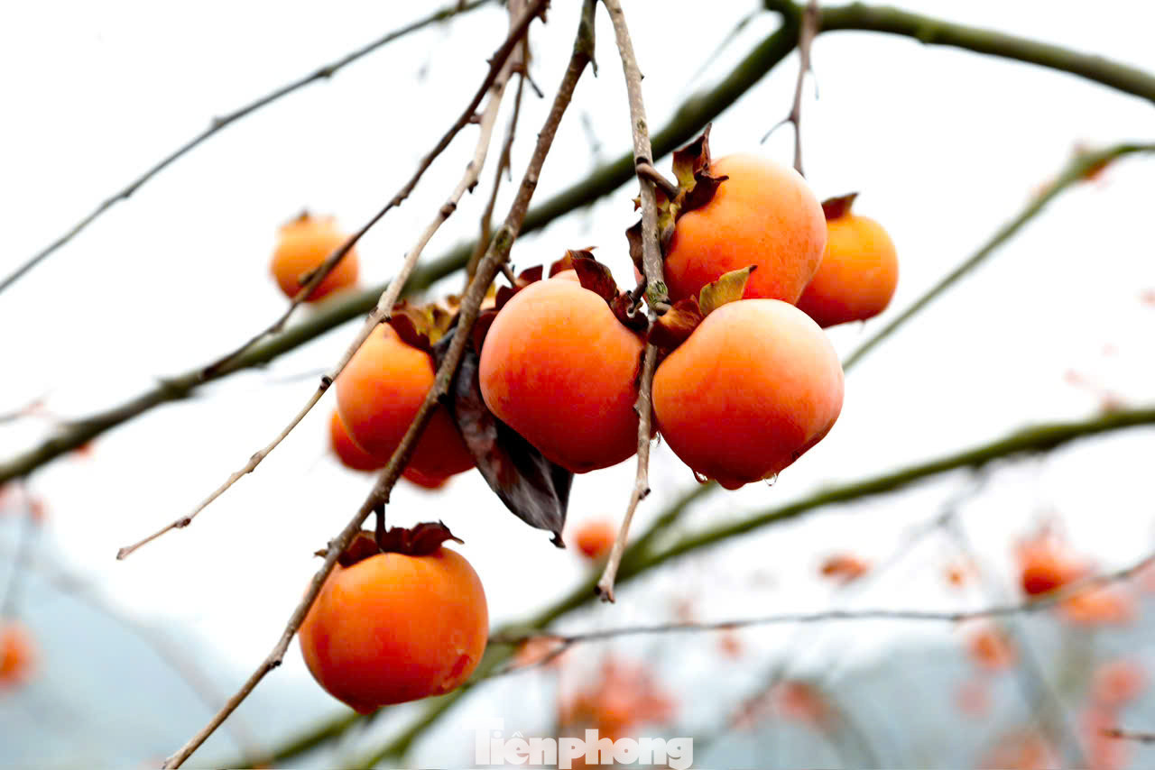 Mùa hồng ngâm ở Mộc Châu bắt đầu từ tháng 10 dương lịch đến Tết Nguyên đán, đặc biệt khi cành đã trơ trụi lá, quả hồng vẫn ở trên cây đến tận 2-3 tháng mới thu hoạch.