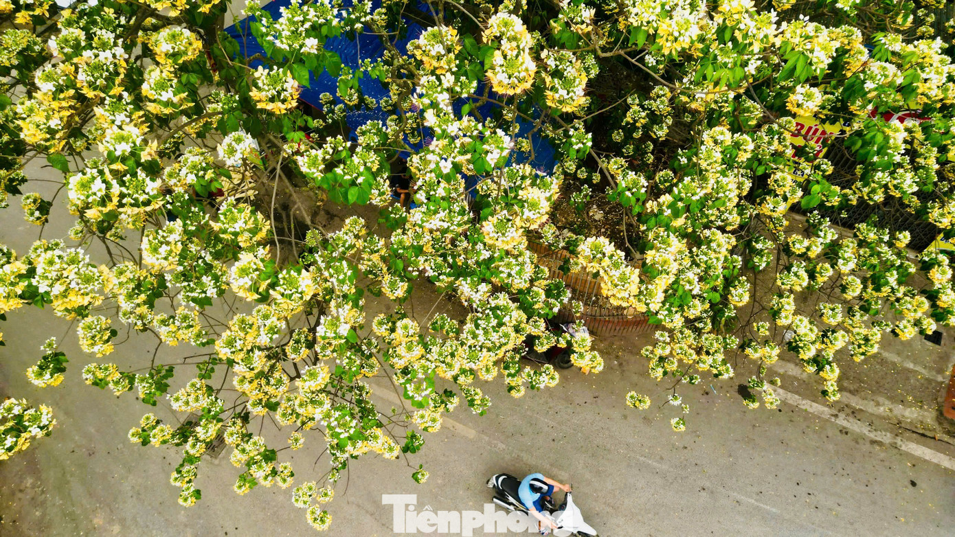 Những ngày đầu tháng 4, cây hoa bún ở làng Đình Thôn (quận Nam Từ Liêm, Hà Nội) nở rộ khiến người đi qua không khỏi ngất ngây.