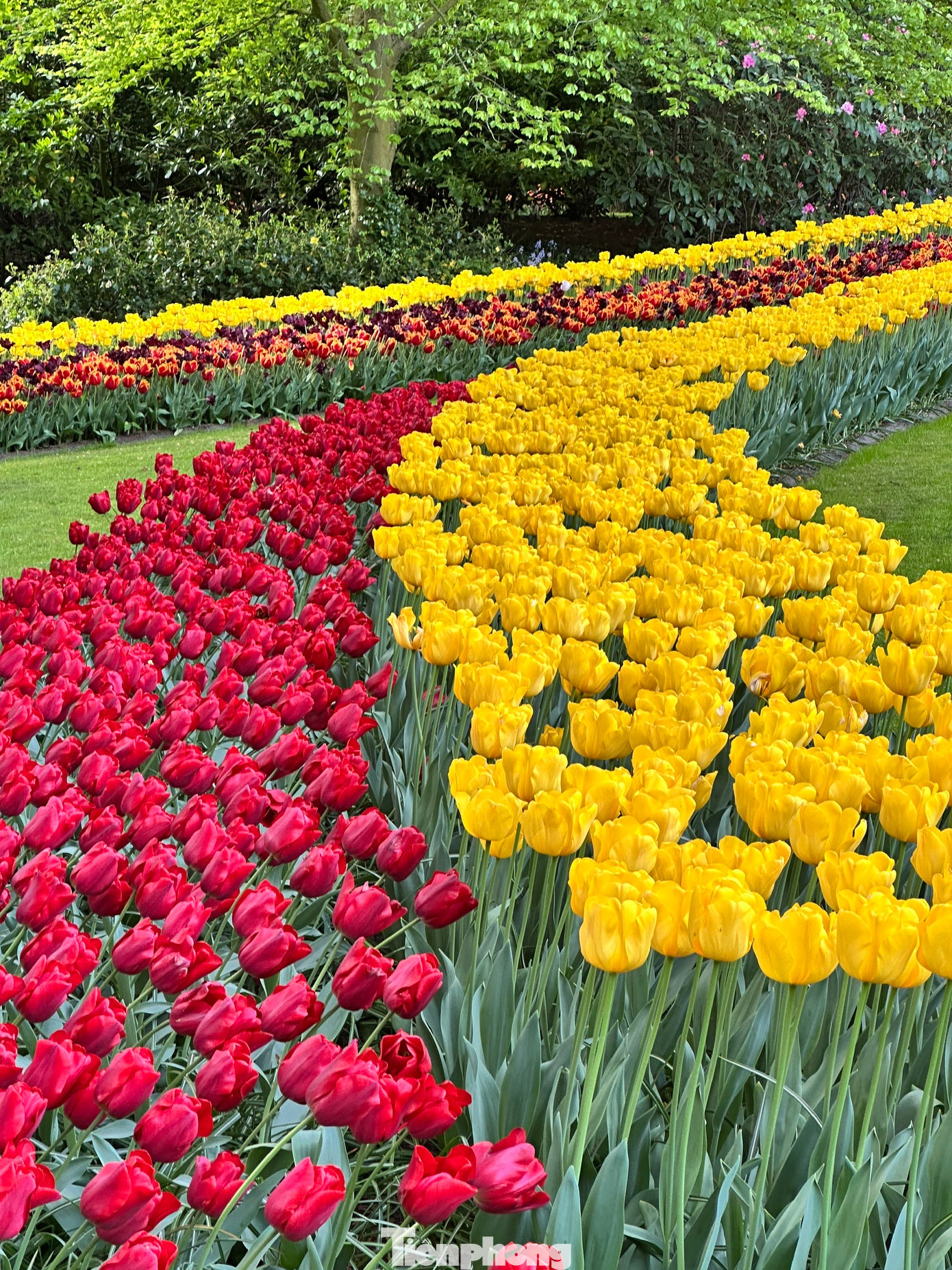 Được mệnh danh là "Vườn châu Âu", Keukenhof tại Lisse là một trong những vườn hoa lớn nhất thế giới. Với hơn 7 triệu bông hoa tulip, thủy tiên, dạ lan hương và nhiều loài hoa củ khác được trồng tỉ mỉ, Keukenhof mang đến một bản giao hưởng màu sắc và hương thơm khó quên.